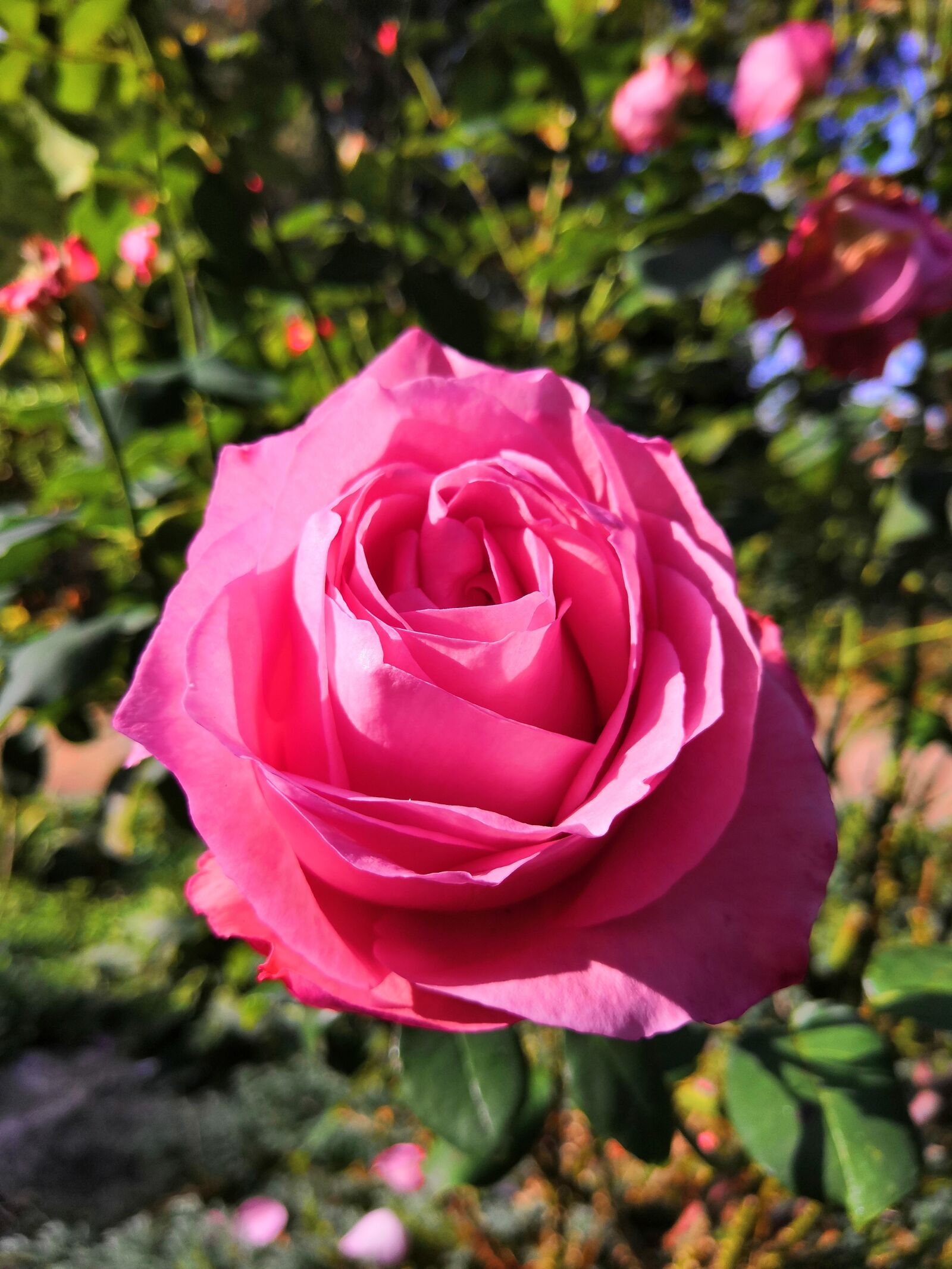 HUAWEI Honor 10 sample photo. Rose, flower, pink rose photography