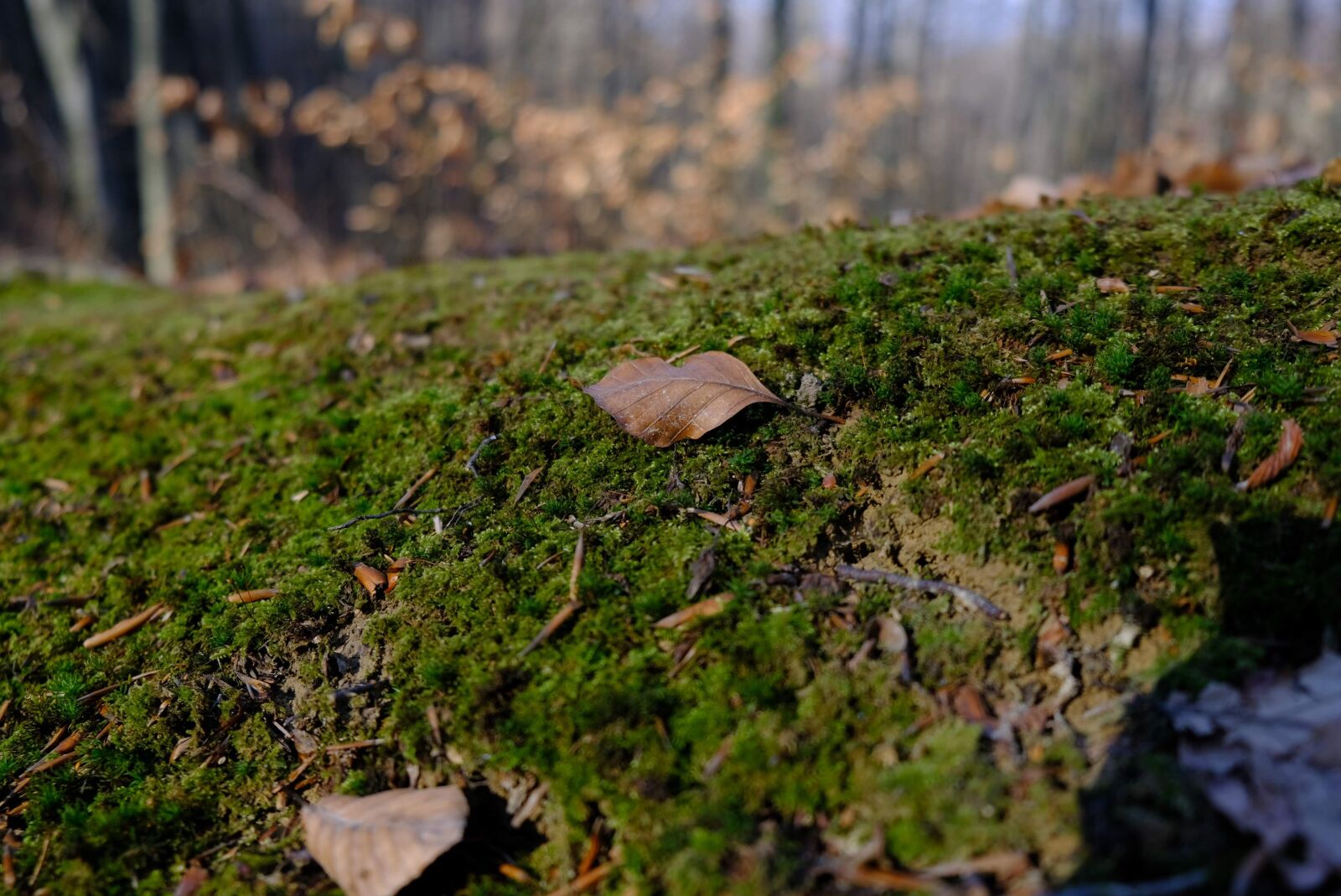 Fujifilm X-T2 sample photo. Forest, autumn, nature photography