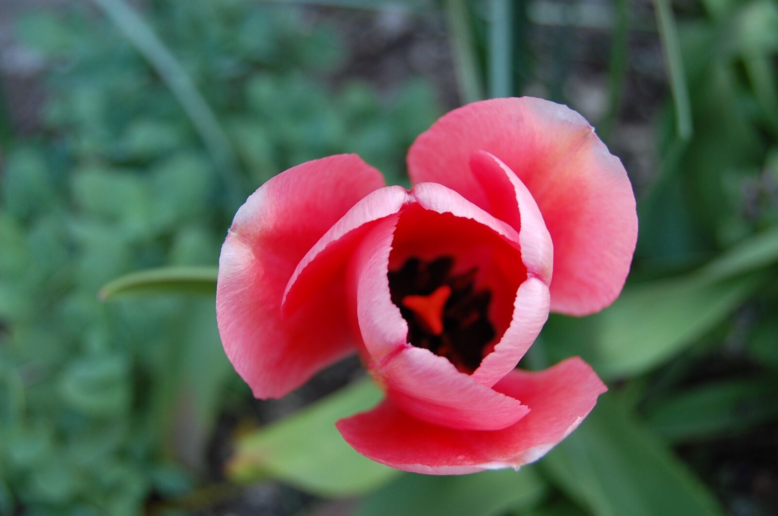 Nikon D40 sample photo. Flower, tulip, pink photography