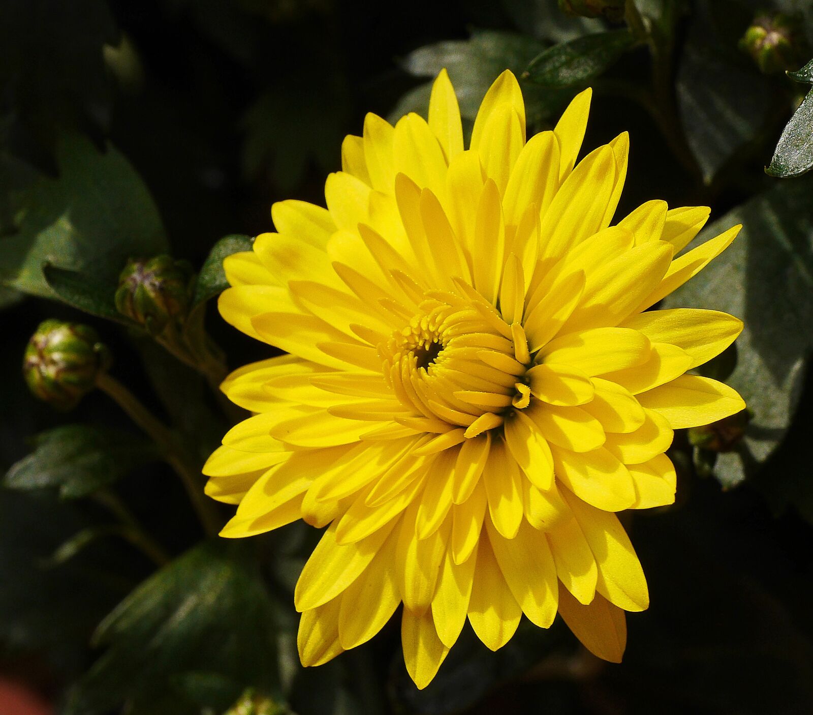 Panasonic Lumix DMC-GH3 sample photo. Chrysanthemum, blossom, bloom photography