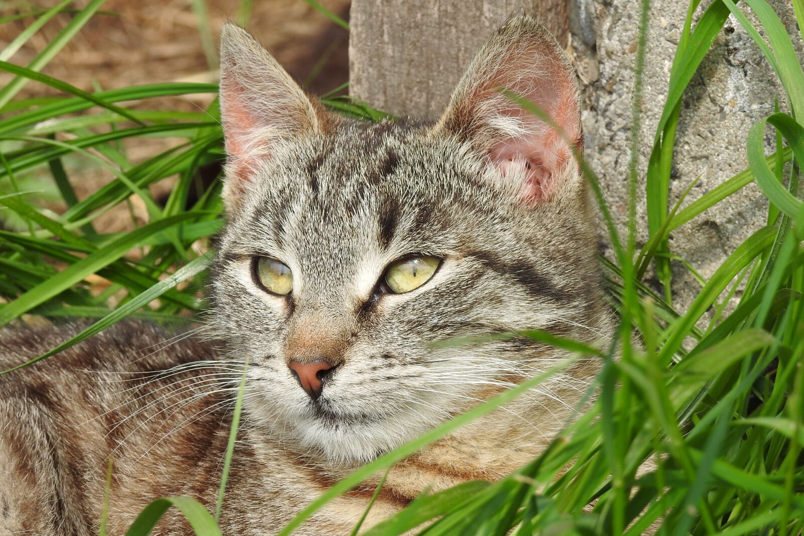Nikon Coolpix P900 sample photo. Animals, charming, nature photography