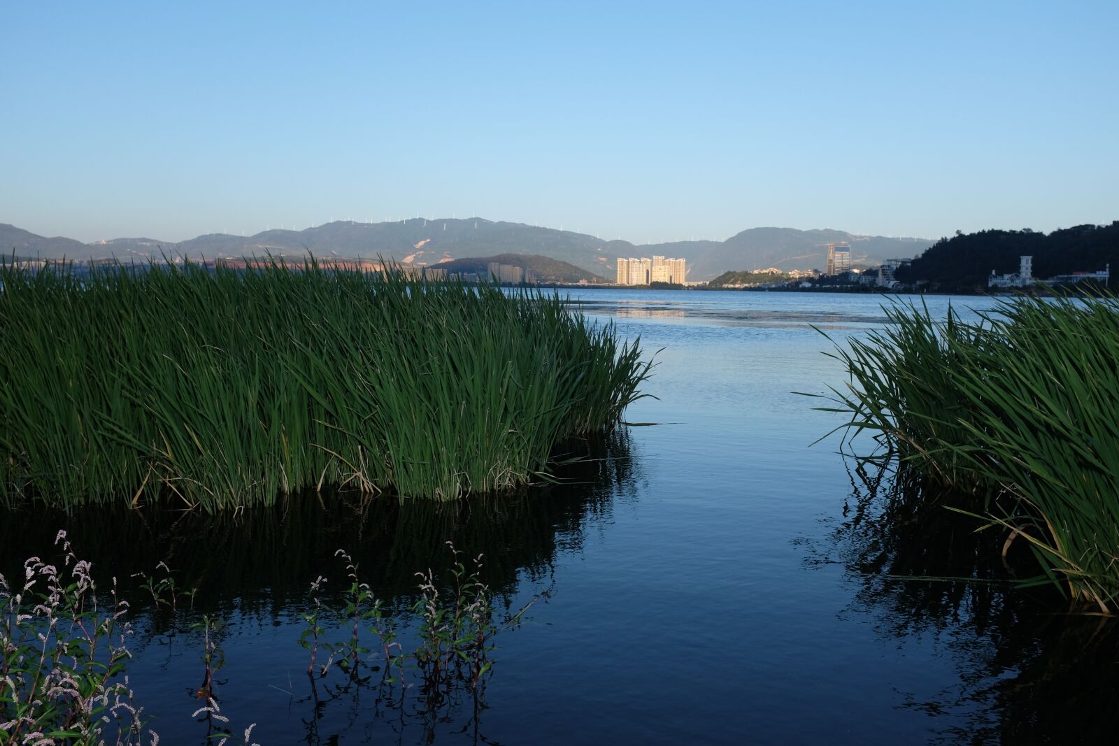 Fujifilm X100T sample photo. Dali, lake, reed photography