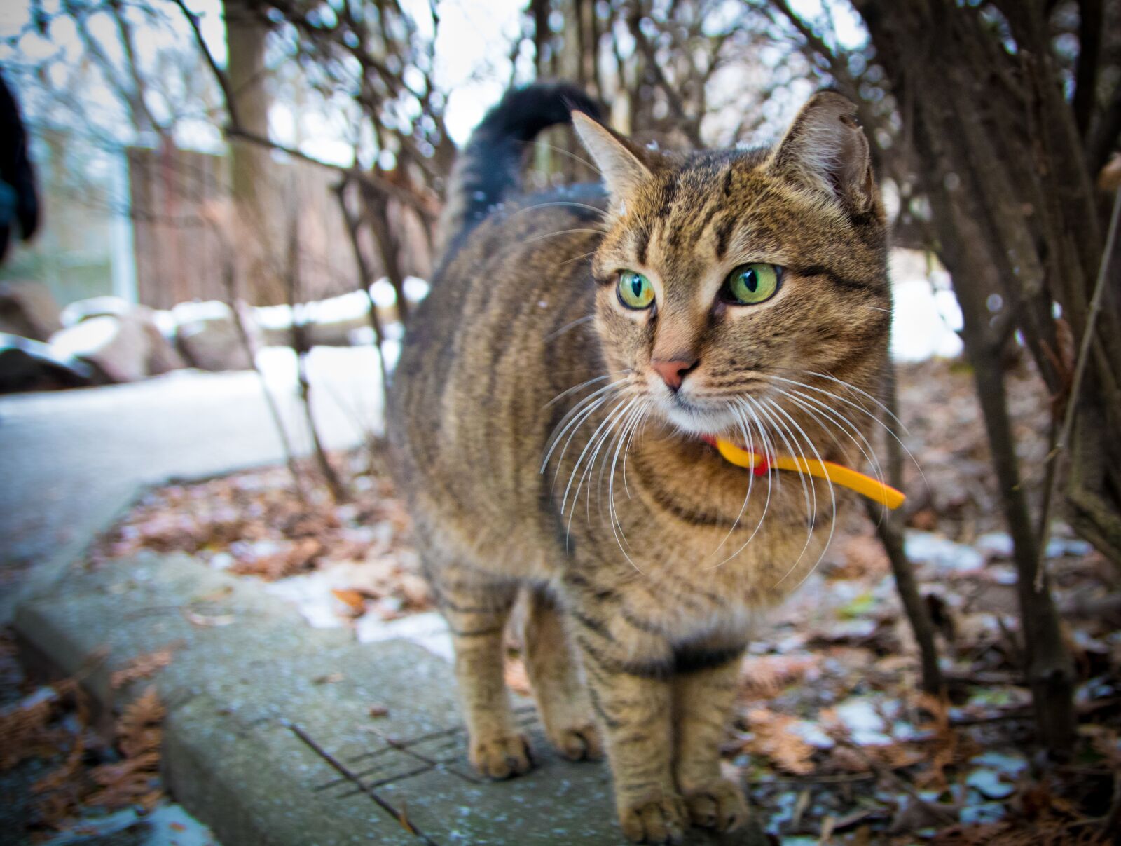 Canon EOS 80D sample photo. Cat, green eyes, portrait photography