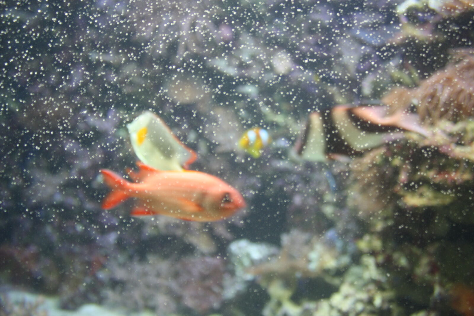 Canon EOS 1000D (EOS Digital Rebel XS / EOS Kiss F) sample photo. Aquatic, fish, zoo photography