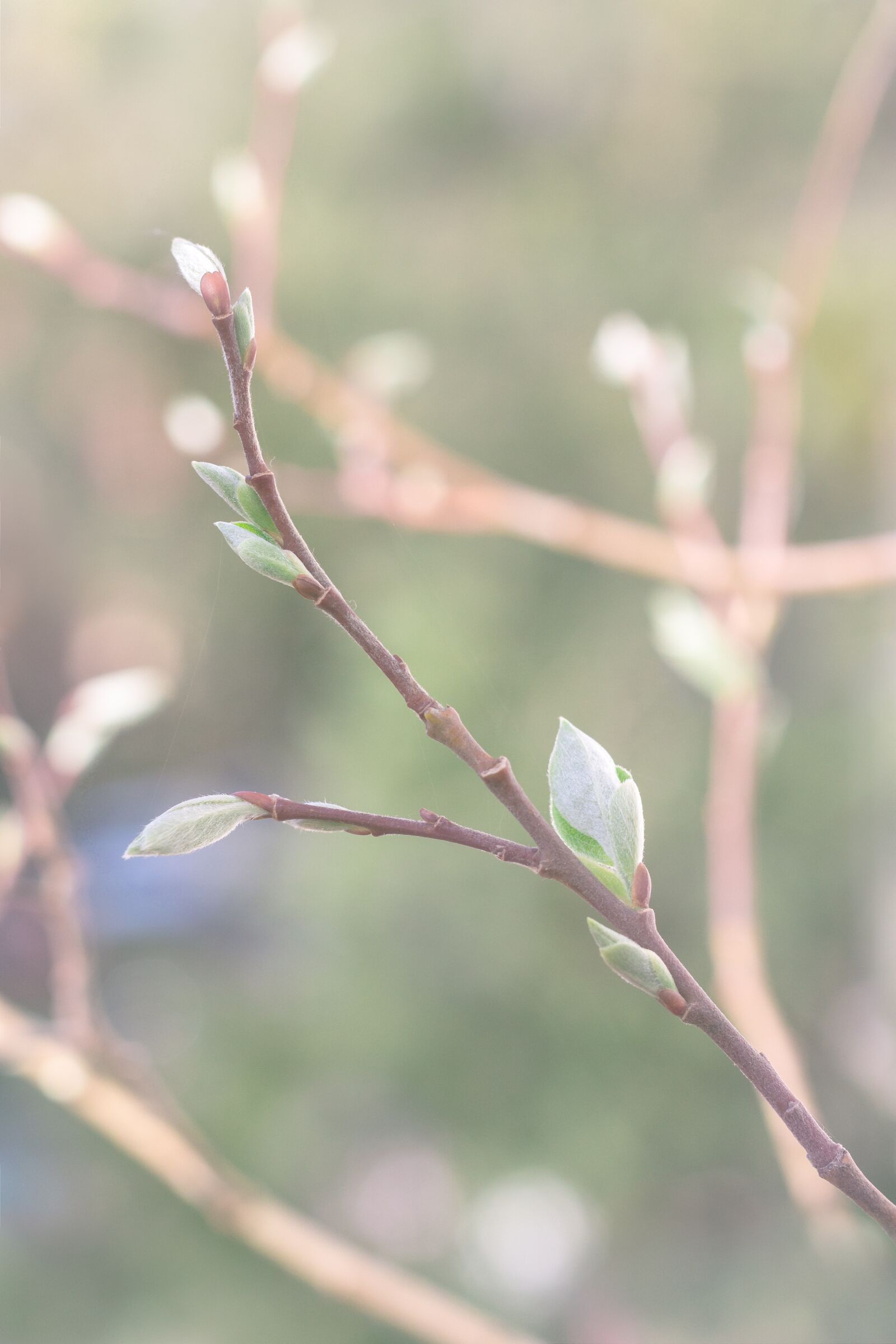 Canon EOS 700D (EOS Rebel T5i / EOS Kiss X7i) + Canon EF 50mm F1.8 STM sample photo. Plant, nature, leaf photography