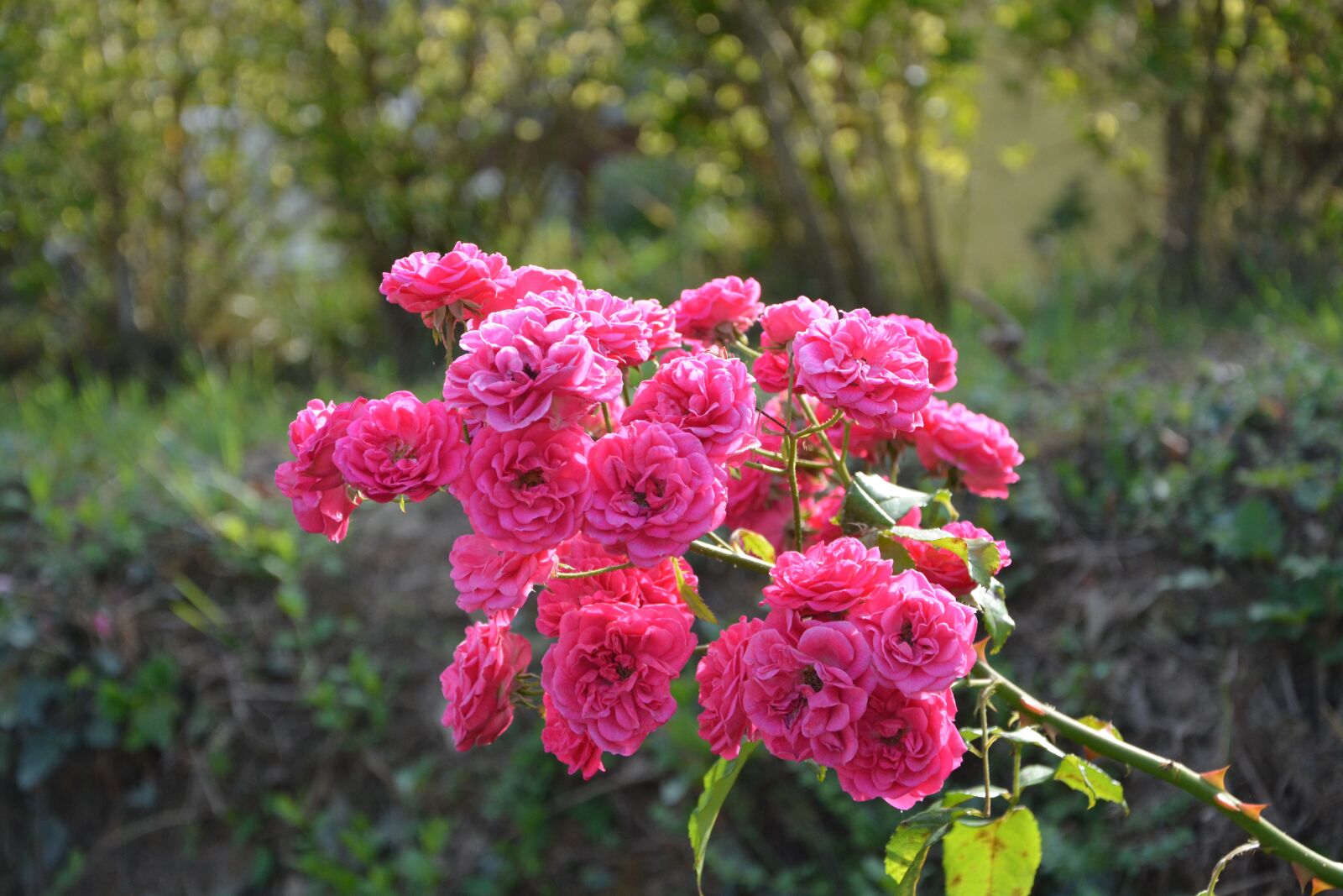 Nikon D5200 sample photo. Roses, rosebush, branch photography
