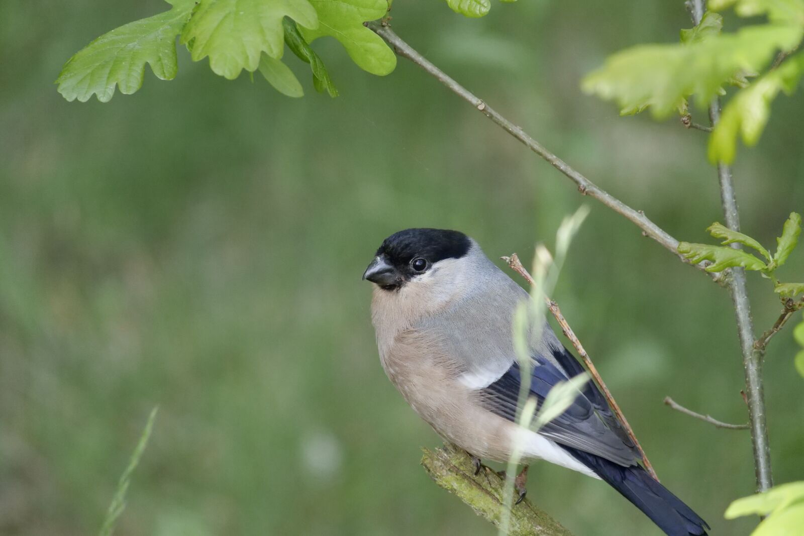 Panasonic Lumix DC-G9 sample photo. Animal, birds, sitting photography