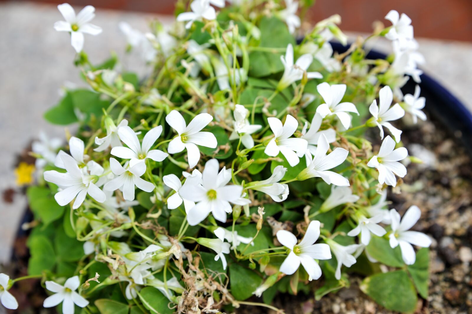 Nikon D700 sample photo. Flowers, plants, nature photography