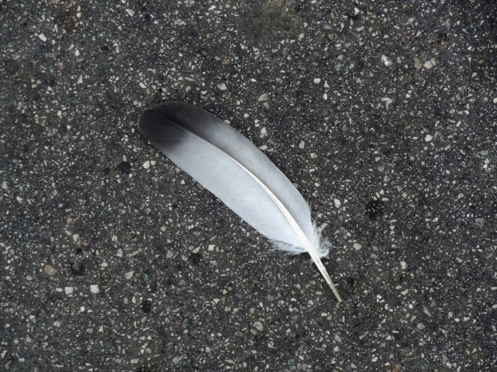 Sony Cyber-shot DSC-HX9V sample photo. Feather, bird, plumage photography