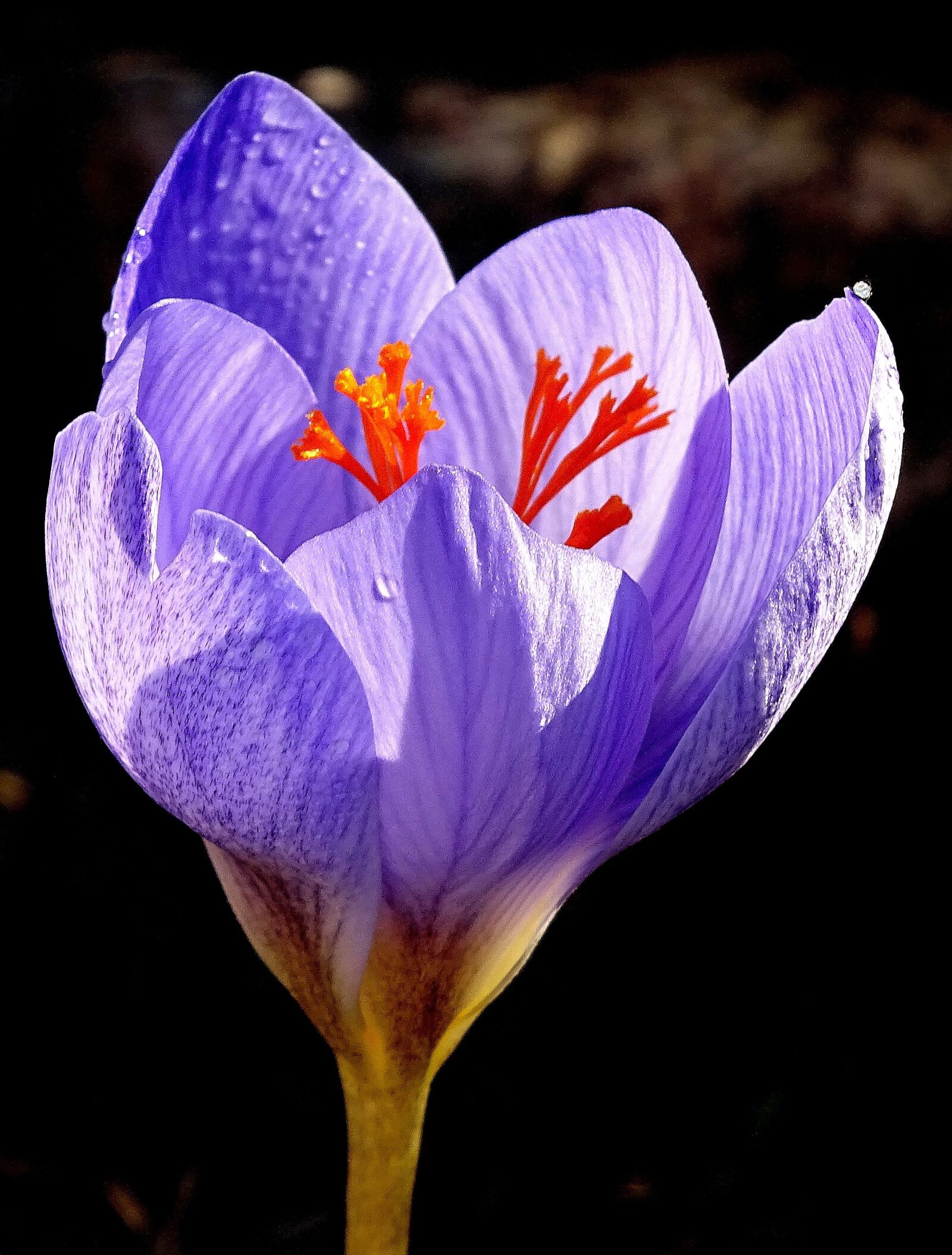 Sony Cyber-shot DSC-HX400V sample photo. Flower, blue, nature photography
