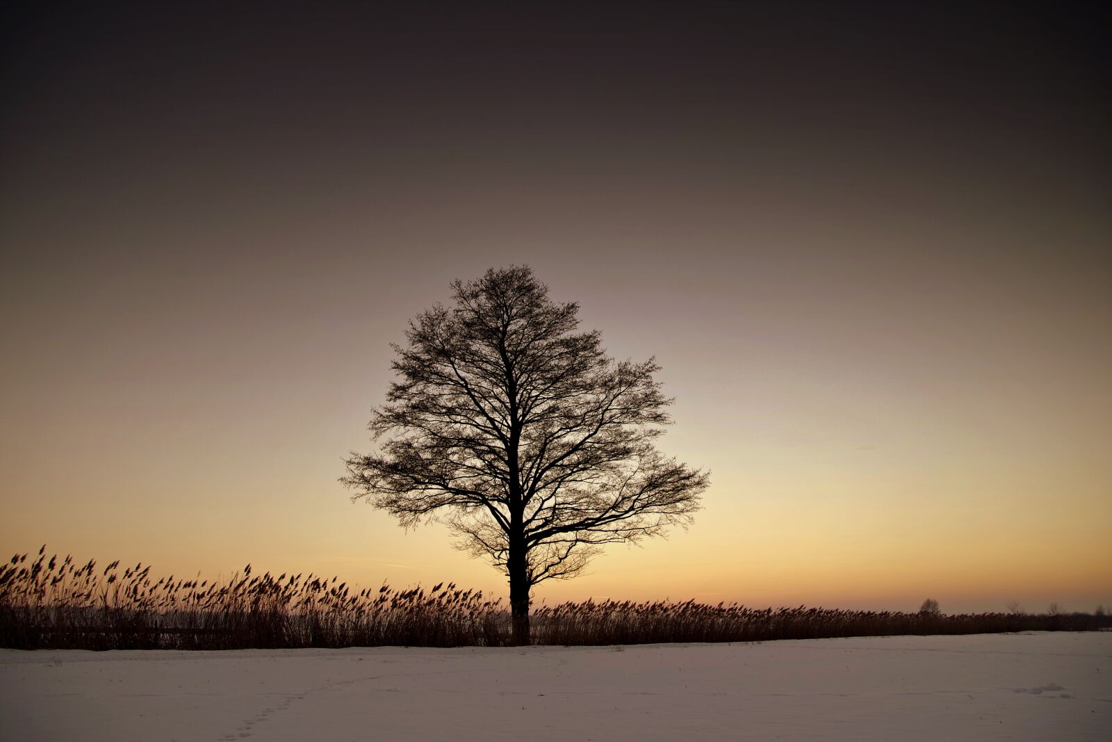 Pentax K-S2 sample photo. Tree, lonely, winter photography