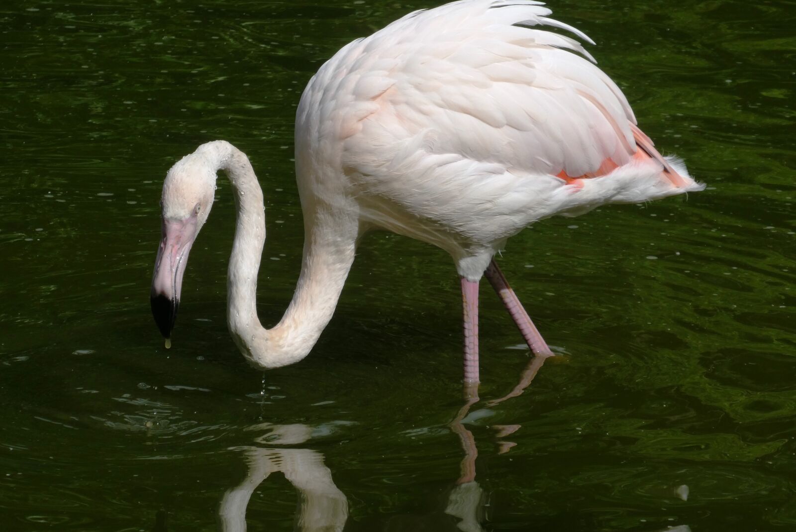 Panasonic Lumix DC-ZS70 (Lumix DC-TZ90) sample photo. Flamingo, pond, bird photography