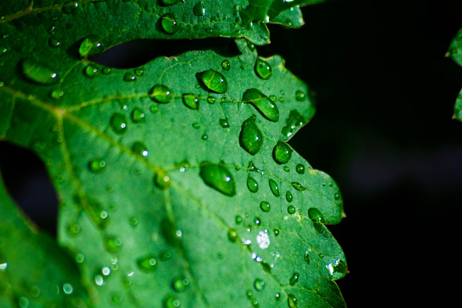 Nikon D5200 sample photo. Green, leaf, plant photography