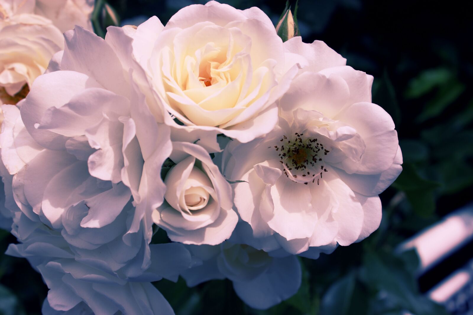 Canon EOS 600D (Rebel EOS T3i / EOS Kiss X5) sample photo. Flower, blossom, bloom photography