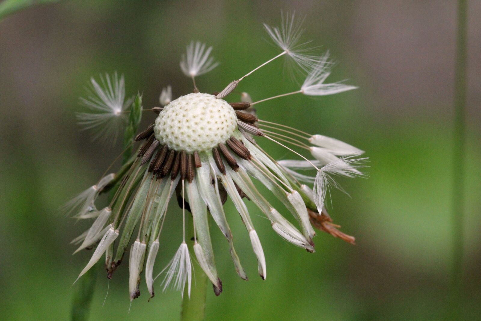 Canon EF 180mm F3.5L Macro USM sample photo. Dandelion, wet, green photography