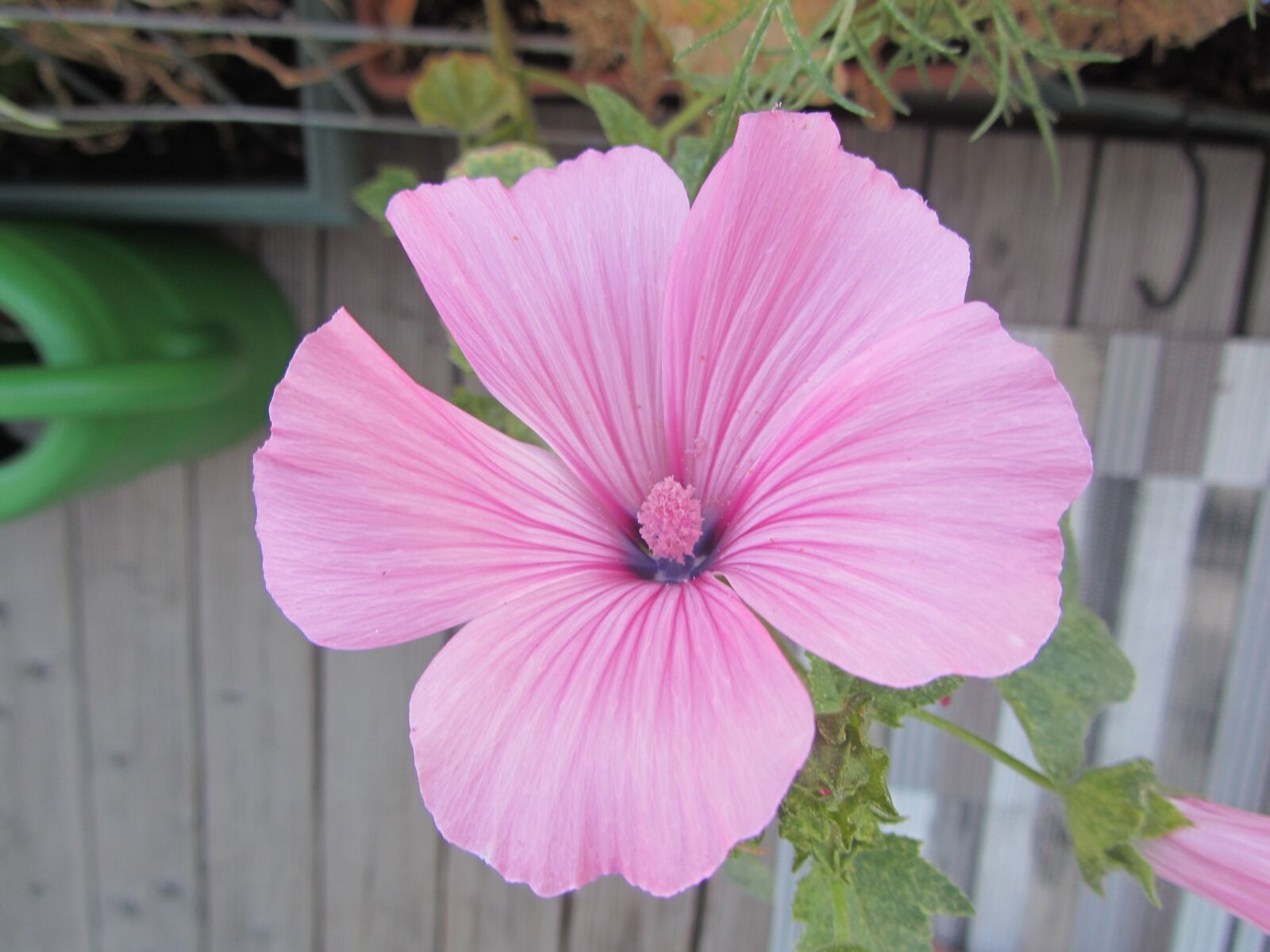 Canon PowerShot SX220 HS sample photo. Flower, pink, spring photography