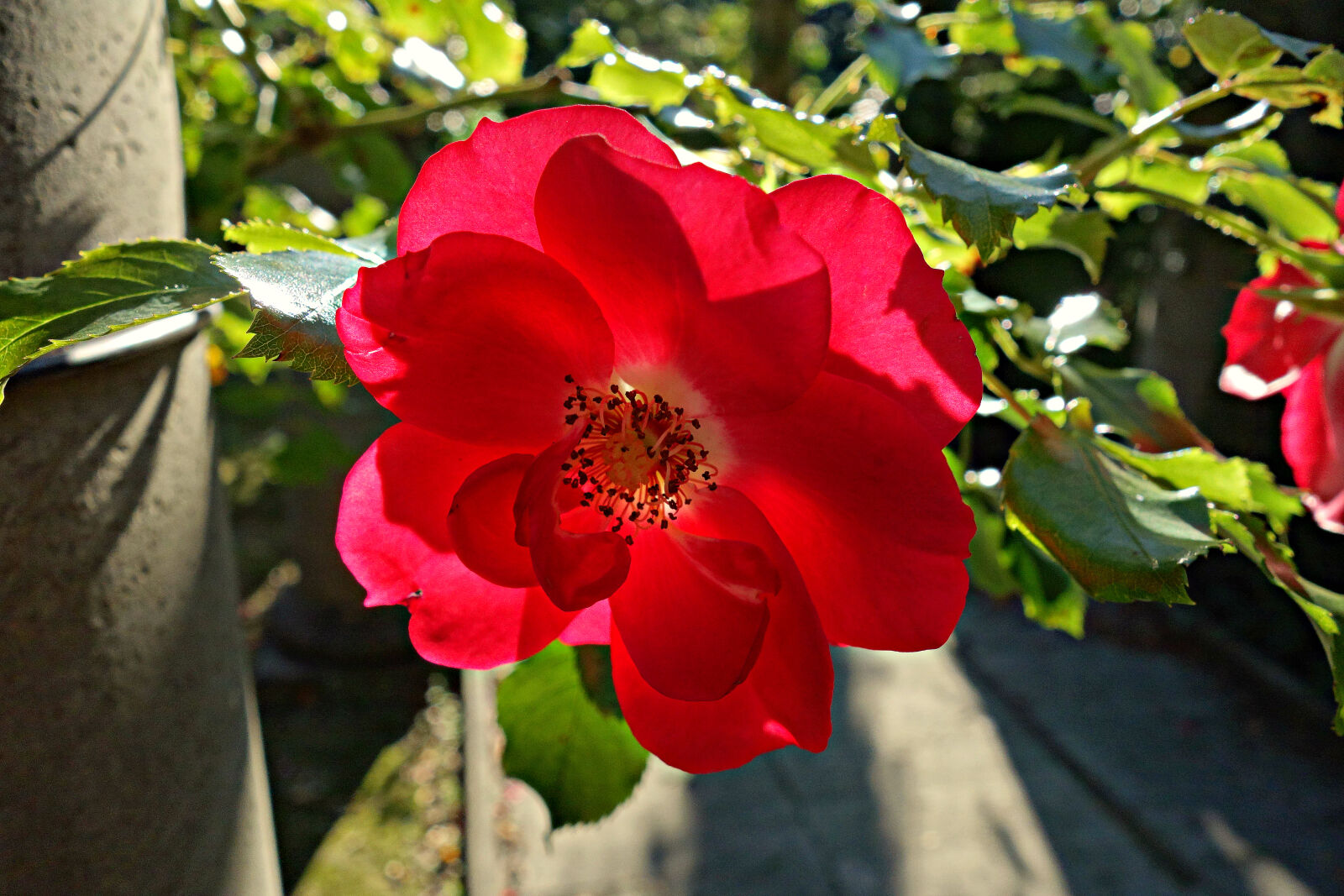 Sony Cyber-shot DSC-RX100 sample photo. Bloom, flower, flowering, plant photography