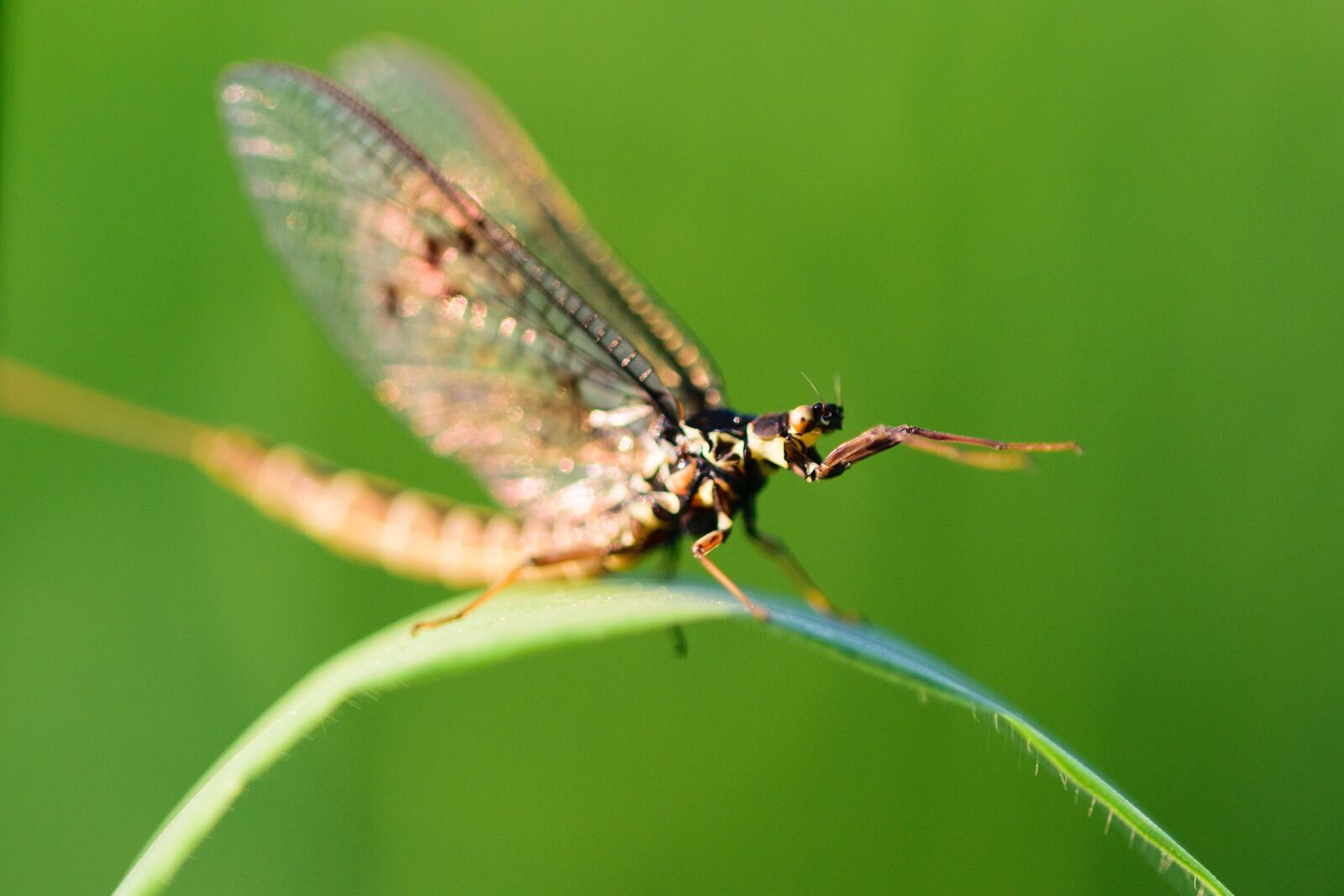 Nikon D5300 sample photo. Insect, dragonfly, macro photography