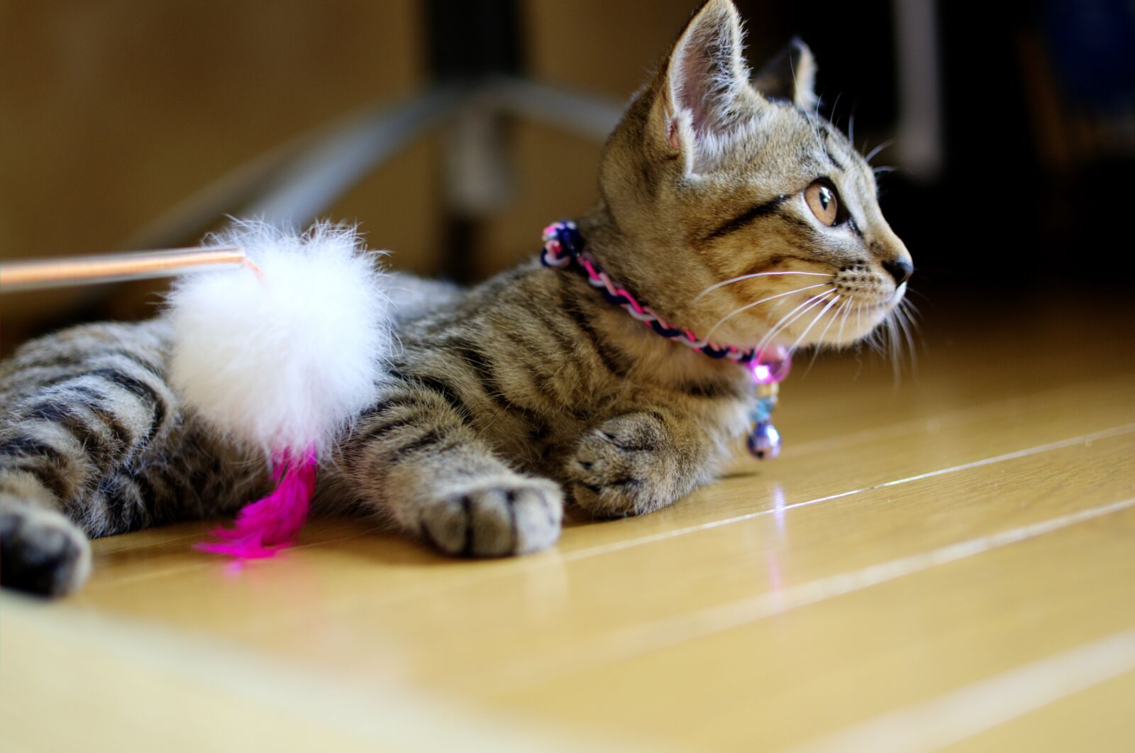 Nikon D7000 sample photo. Cat, kitten, animal photography