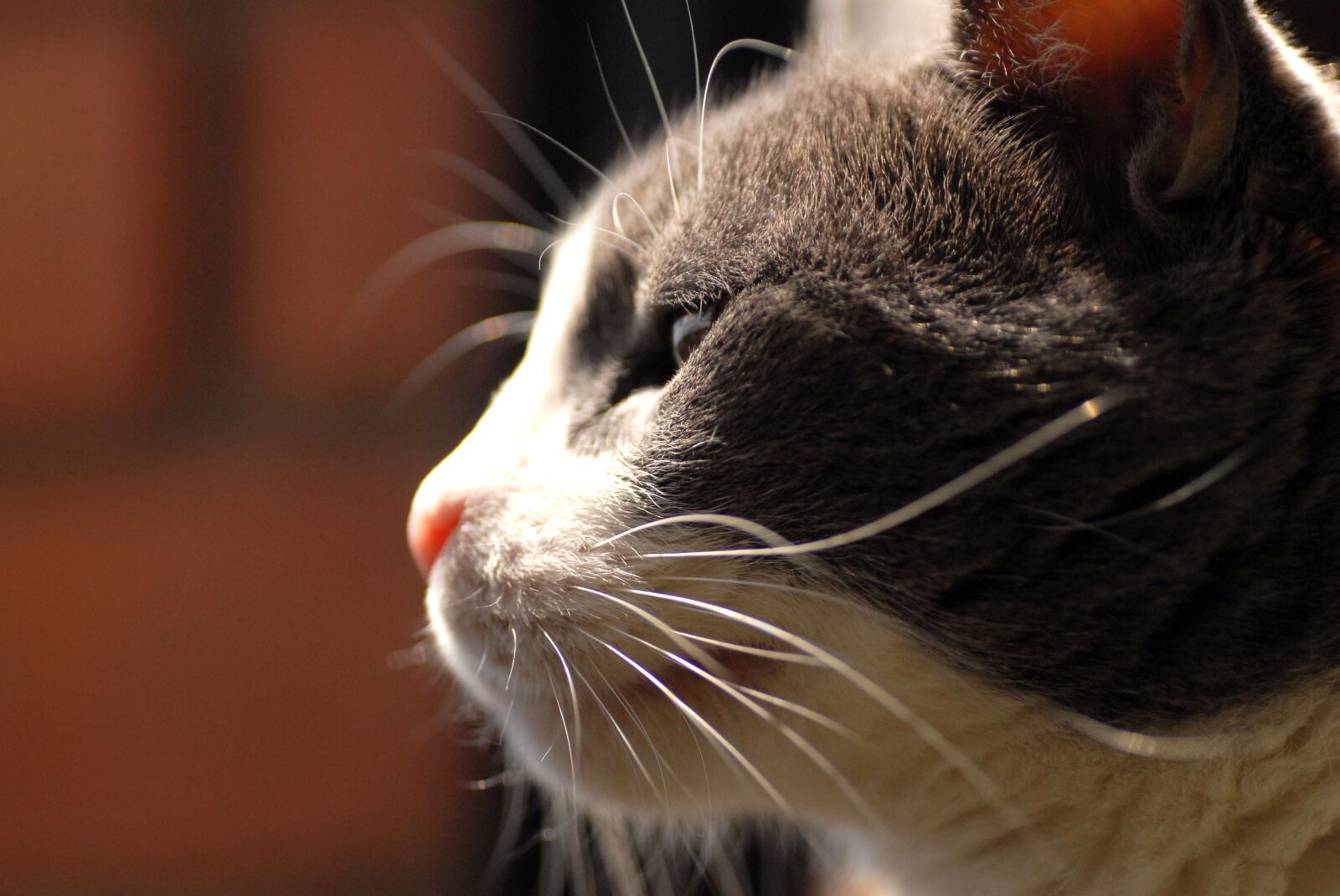 Nikon D200 sample photo. Gata, look, street cat photography
