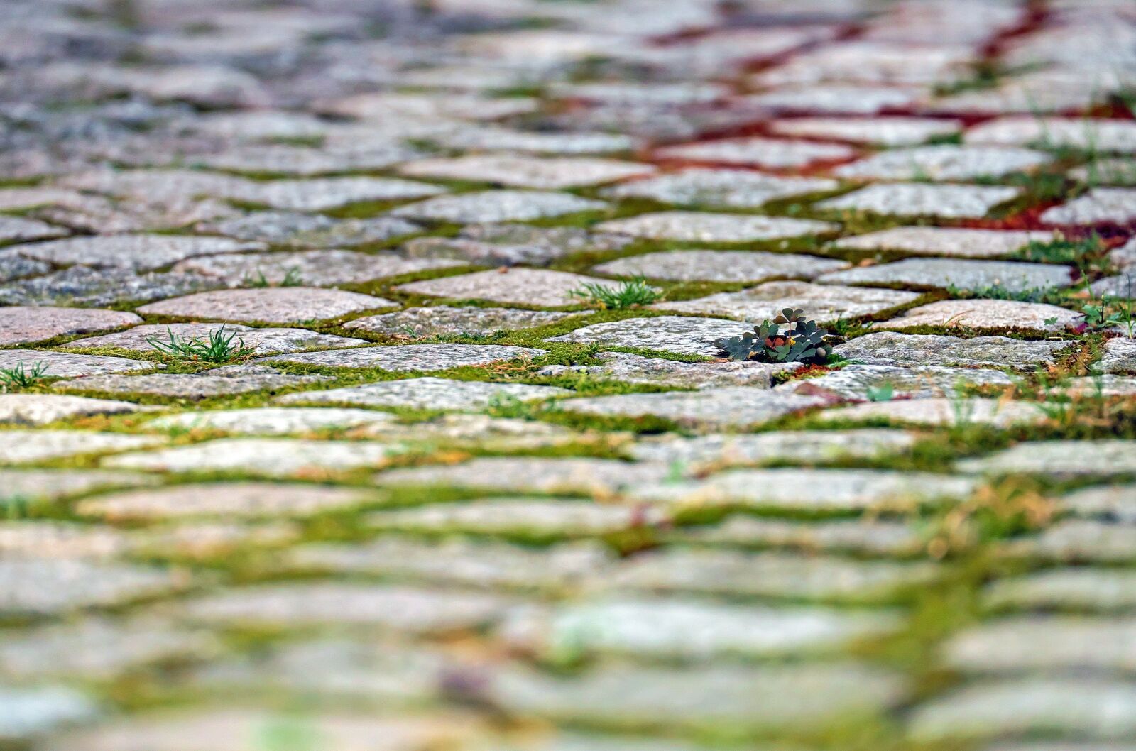 Fujifilm X-T10 + Fujifilm XC 50-230mm F4.5-6.7 OIS sample photo. Stones, paving stones, pavement photography