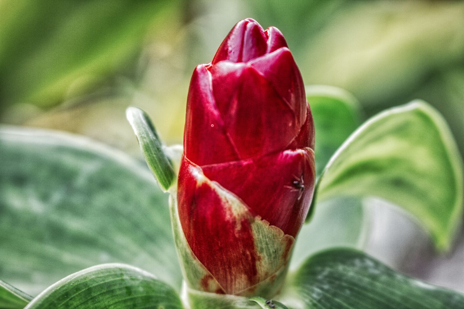 Canon EOS 750D (EOS Rebel T6i / EOS Kiss X8i) sample photo. Exotic flower, blossom, bloom photography