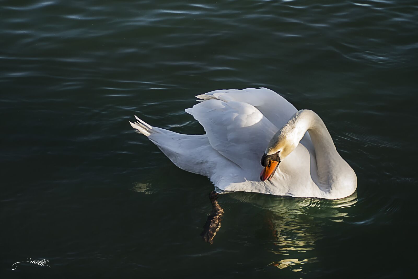 Nikon D3100 sample photo. Swan, lake, water photography