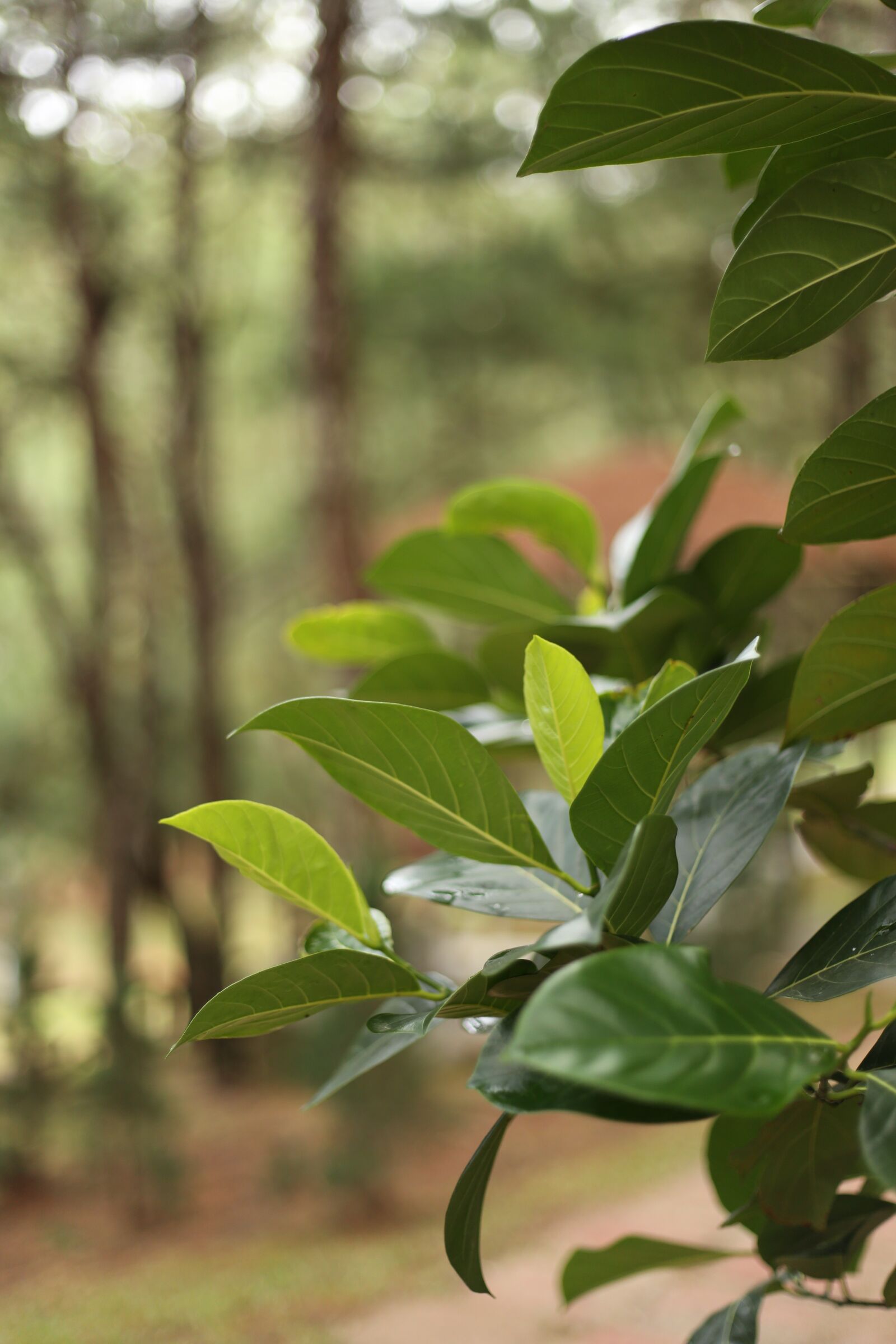 Canon EF 50mm F1.8 II sample photo. Leaf, green, dalat photography