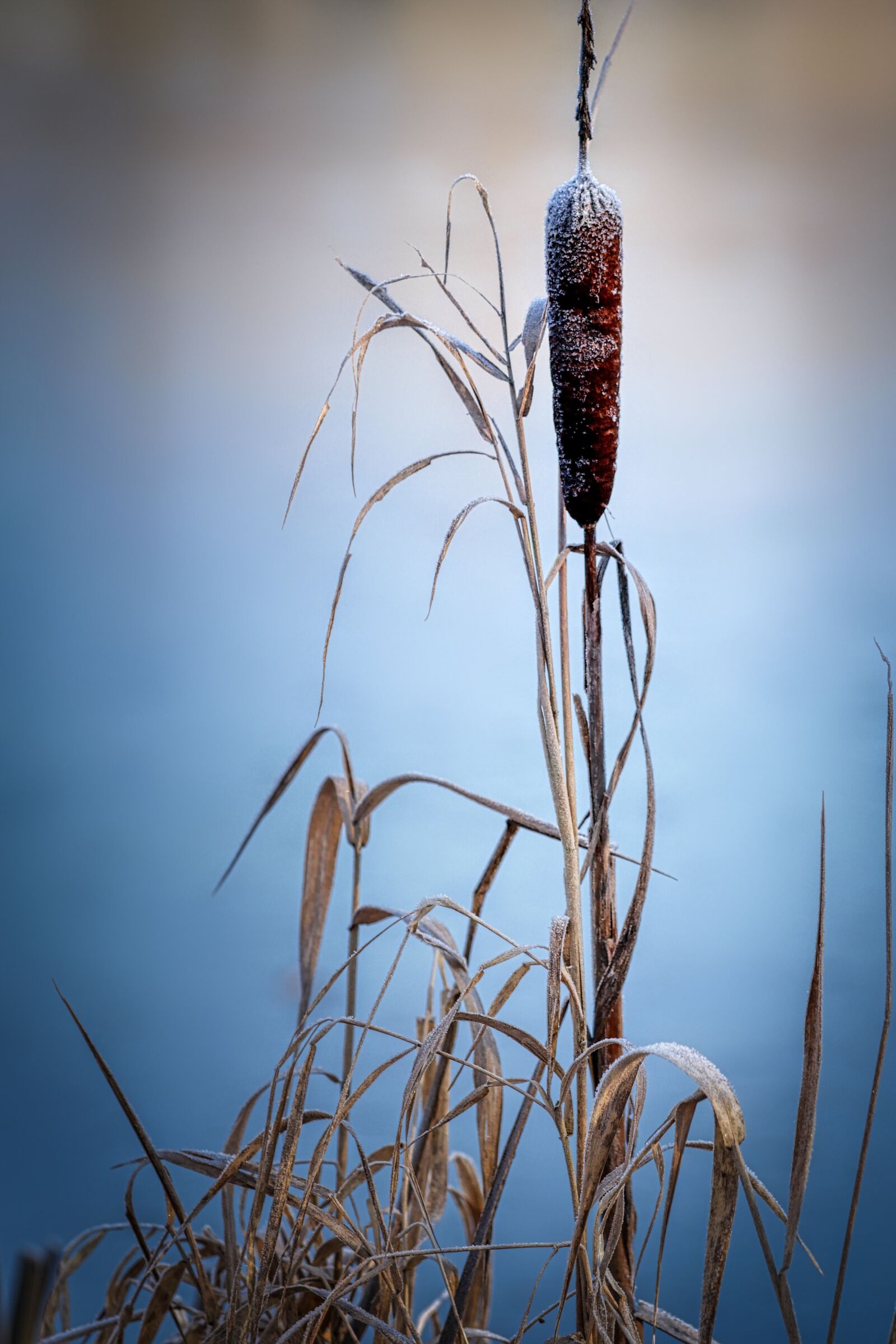 Panasonic Lumix DC-G90 (Lumix DC-G91) sample photo. Reed, hoarfrost, ice photography