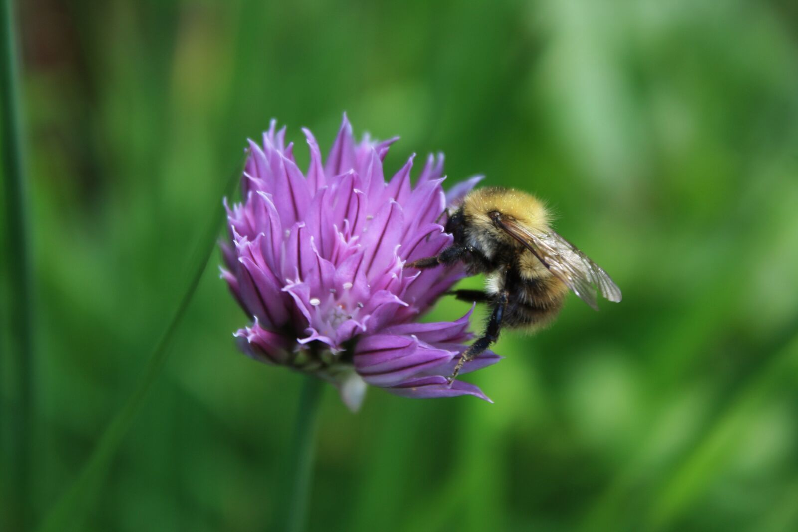 Canon EOS 1000D (EOS Digital Rebel XS / EOS Kiss F) sample photo. Bee, gathering nectar, flying photography