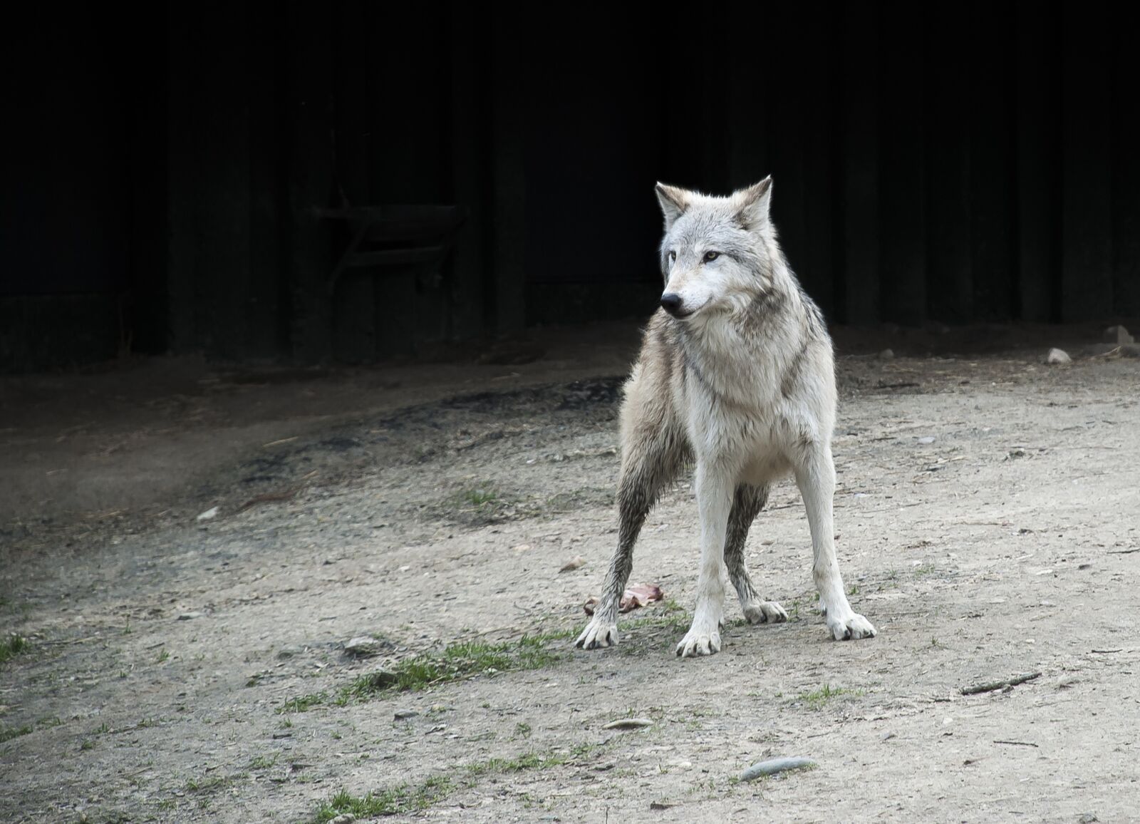 Nikon D80 sample photo. Wolf, animal, zoo photography