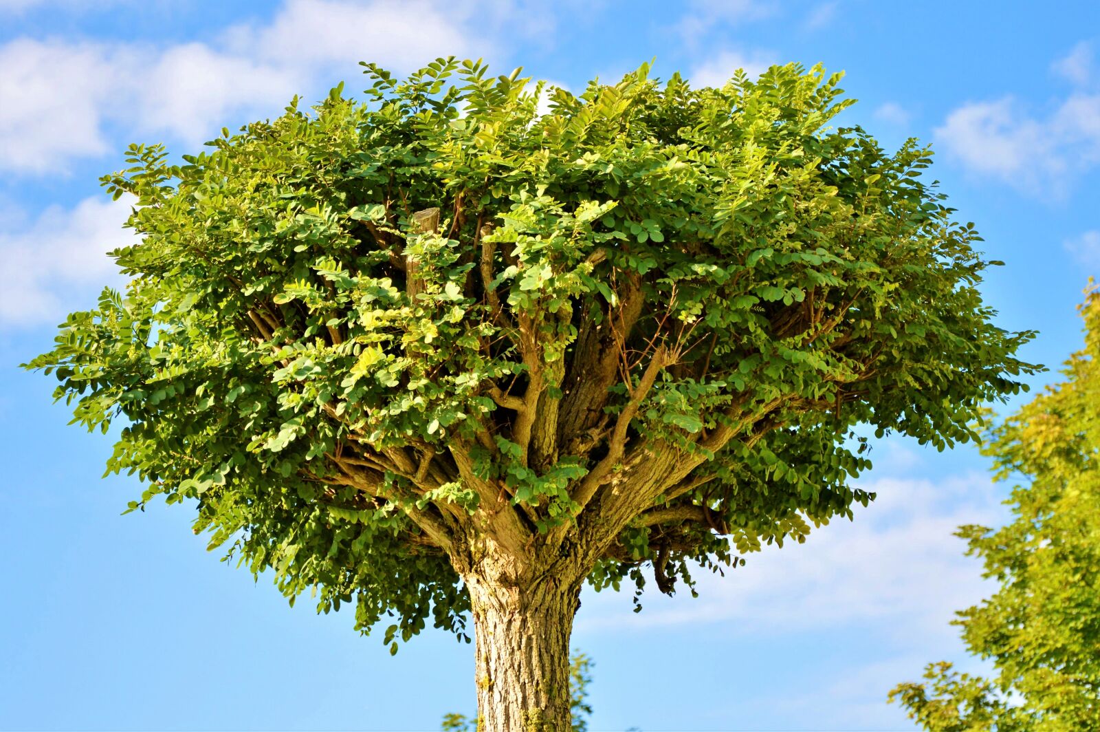 Nikon D3200 sample photo. Tree, crown, treetop photography