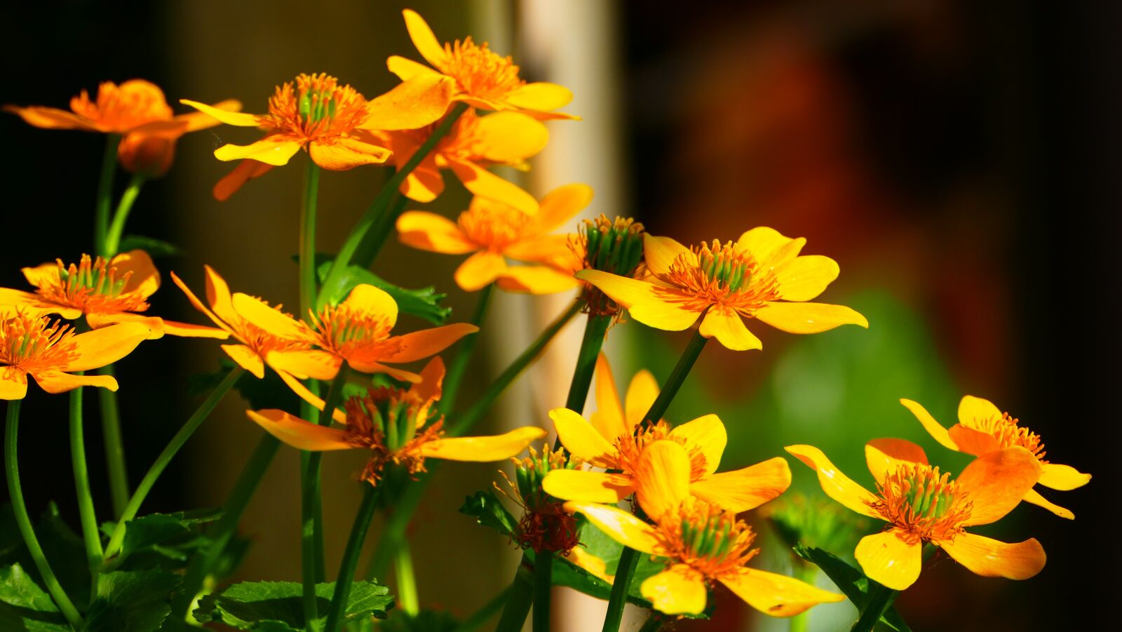 Panasonic Lumix DMC-FZ1000 sample photo. Flowers, yellow, spring photography