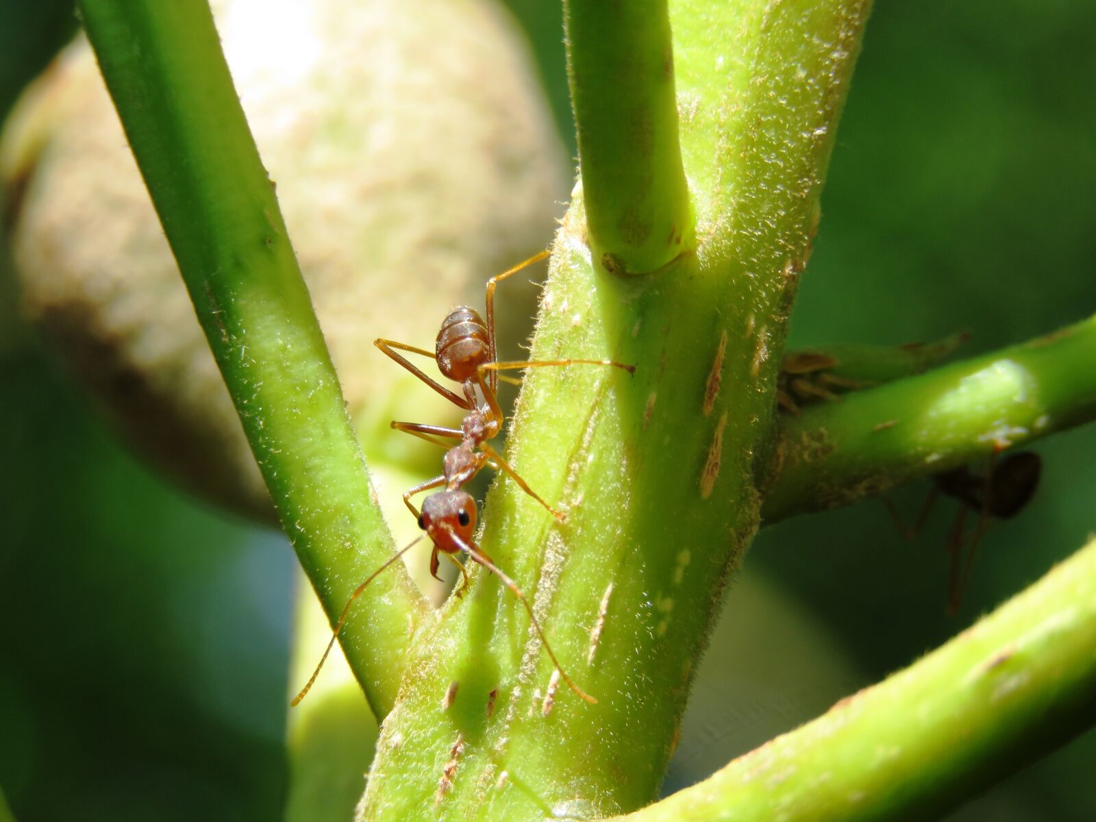 Canon PowerShot SX60 HS sample photo. Ant, close up, green photography