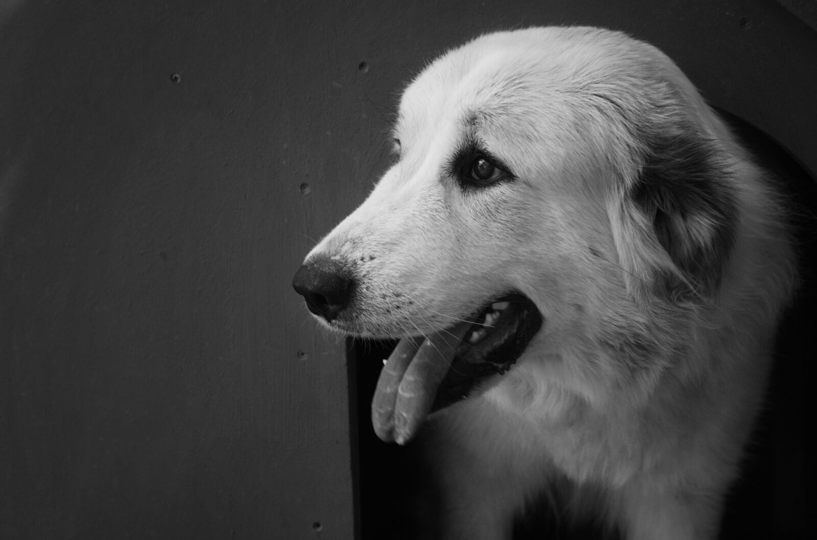 Canon EOS 1000D (EOS Digital Rebel XS / EOS Kiss F) sample photo. Dog, animals, white photography