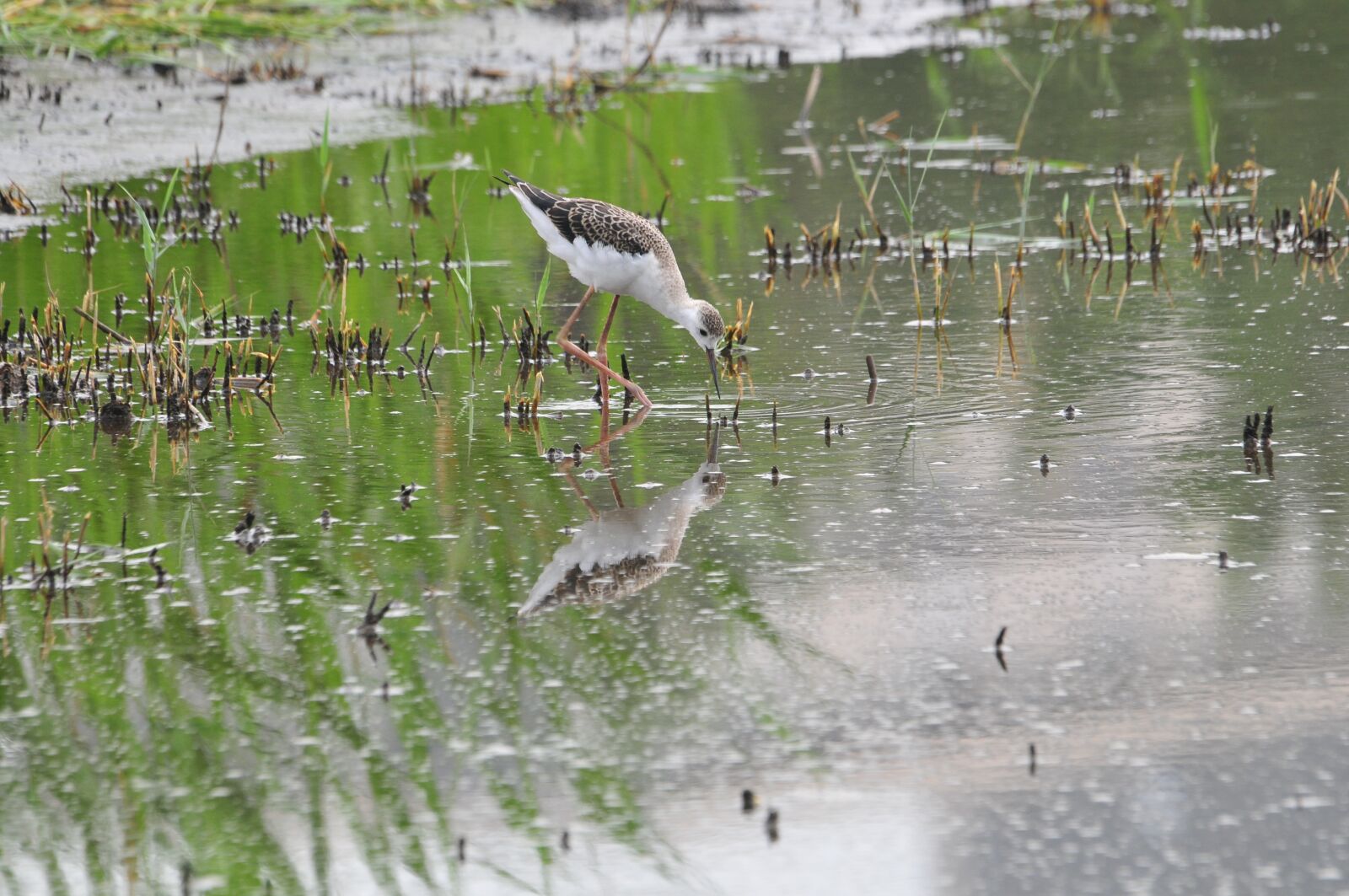 Nikon D300 sample photo. Waters, reflection, bird photography