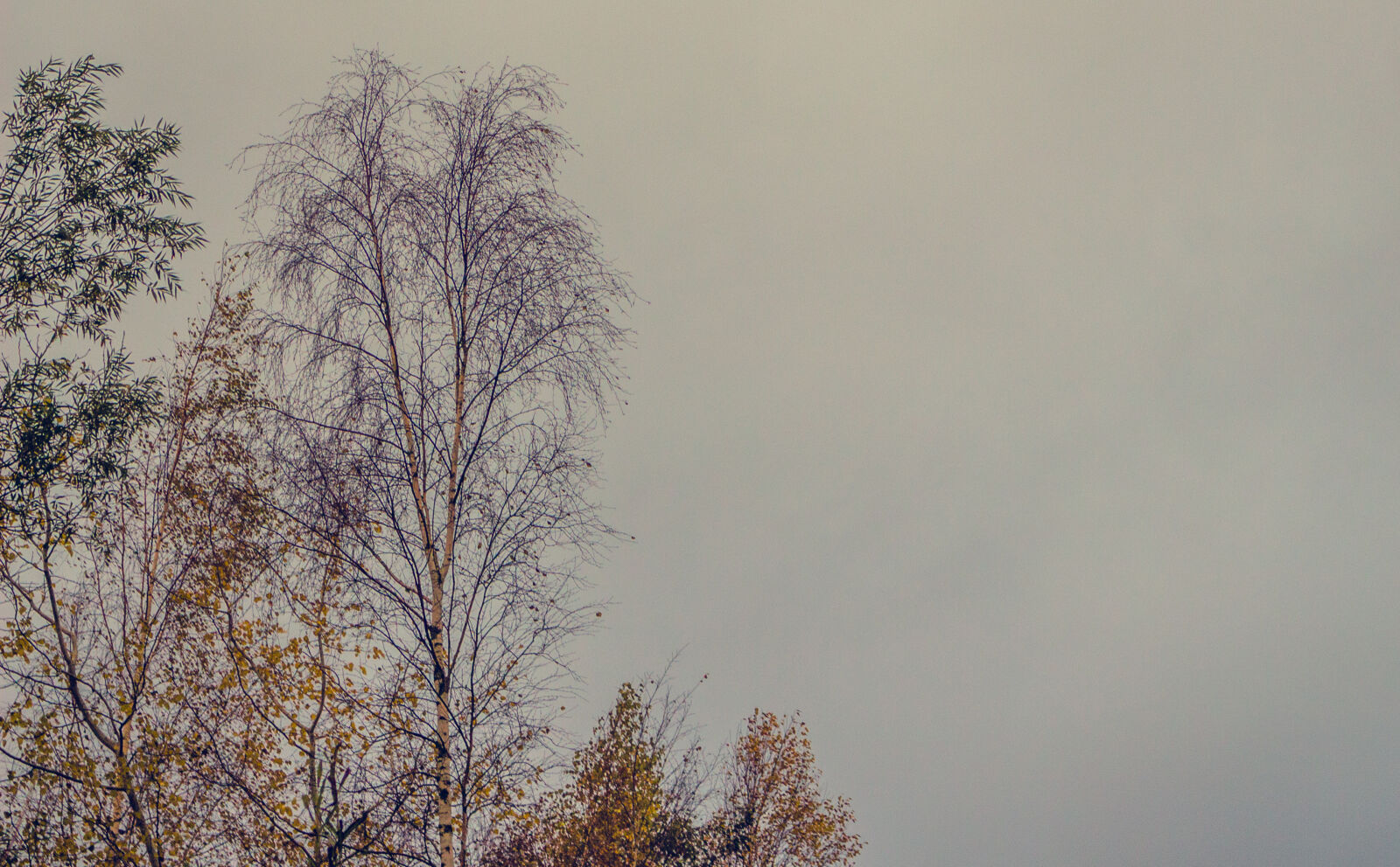 Canon EOS 700D (EOS Rebel T5i / EOS Kiss X7i) sample photo. Autumn, forest, leaves, nature photography