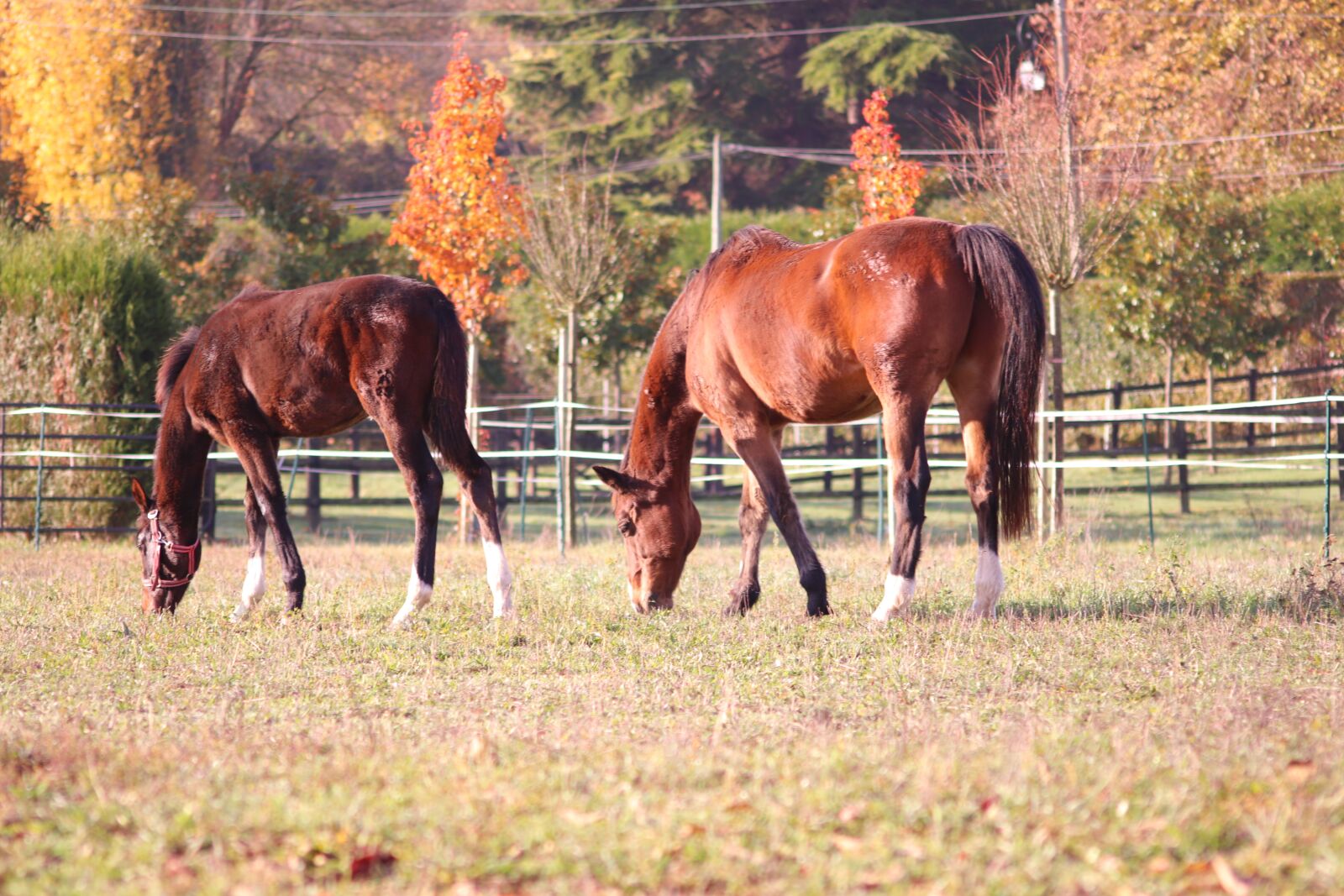 Canon EOS 800D (EOS Rebel T7i / EOS Kiss X9i) sample photo. Horses, pre, fall photography