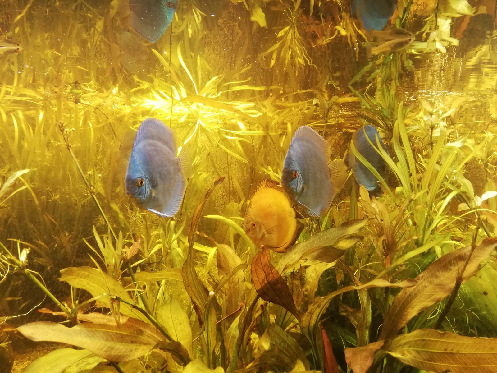 HUAWEI P20 lite sample photo. Angelfish, fish, aquarium photography