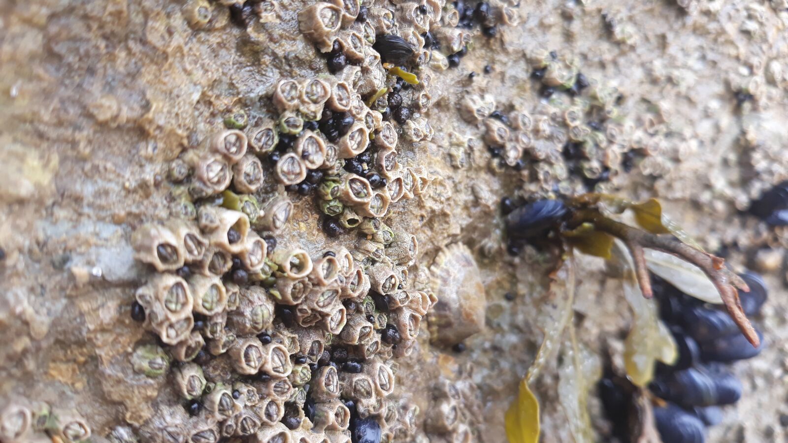 Samsung Galaxy J5 Pro sample photo. Shellfish, seaweed, ocean photography