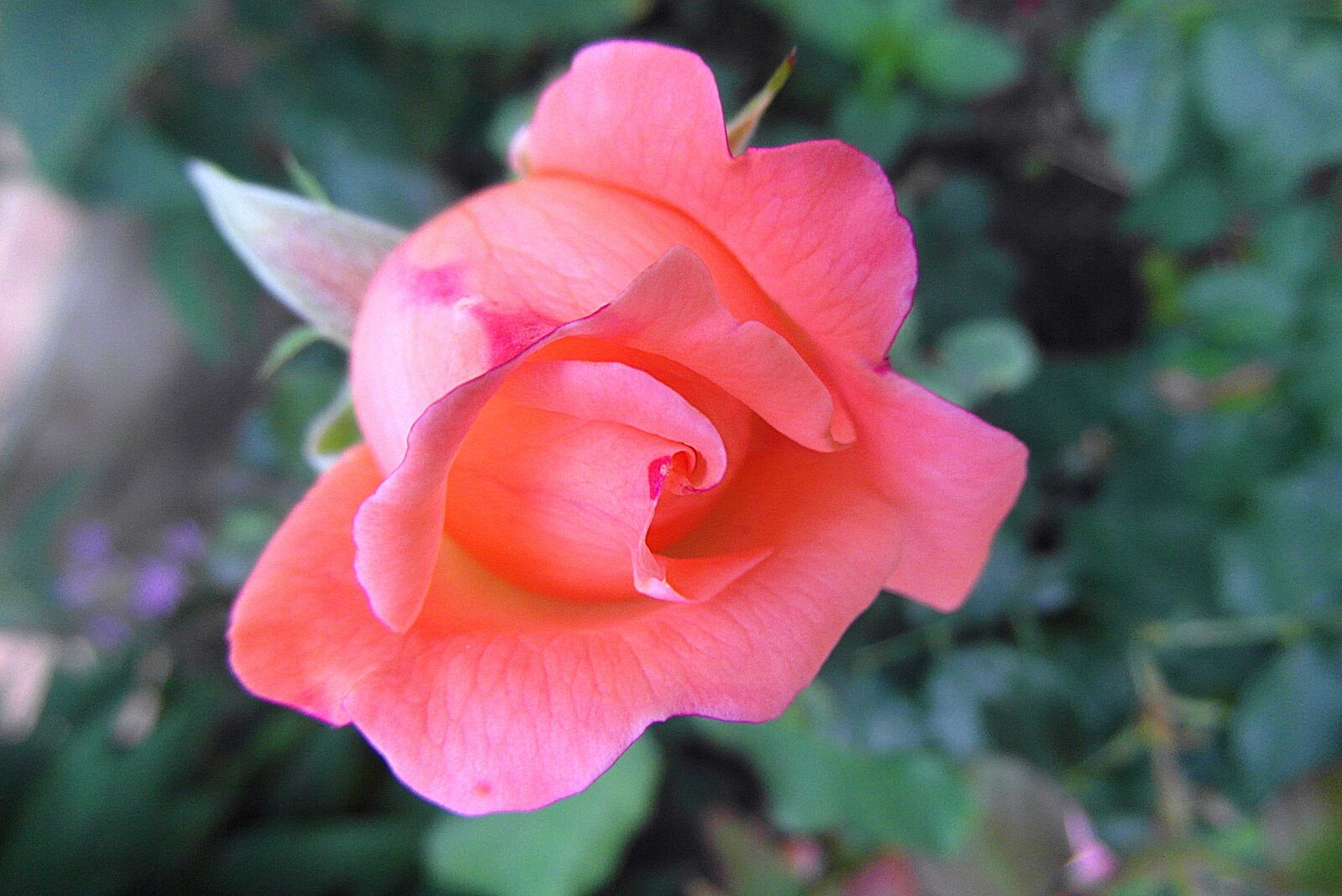 Samsung WB750 sample photo. Rose, flower, pink photography