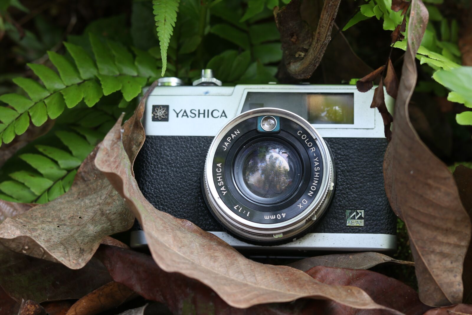 Canon EOS 80D sample photo. Camera, nature, photographer photography