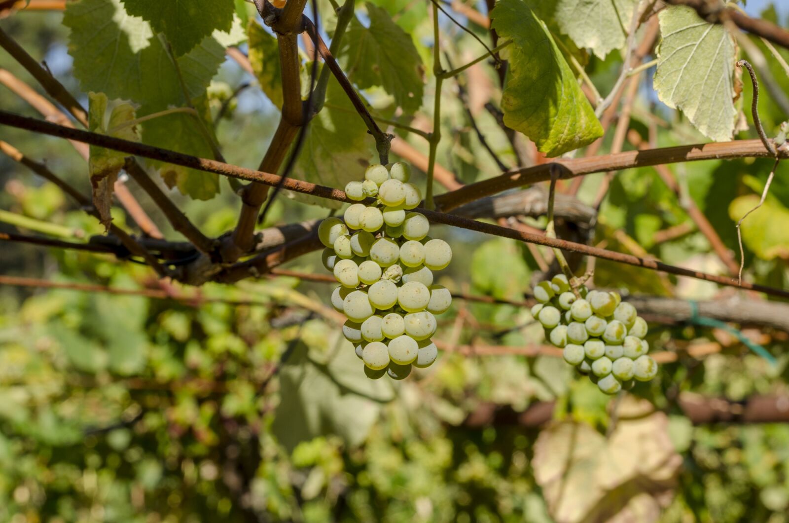 Nikon D5100 sample photo. Vine, green grapes, harvest photography