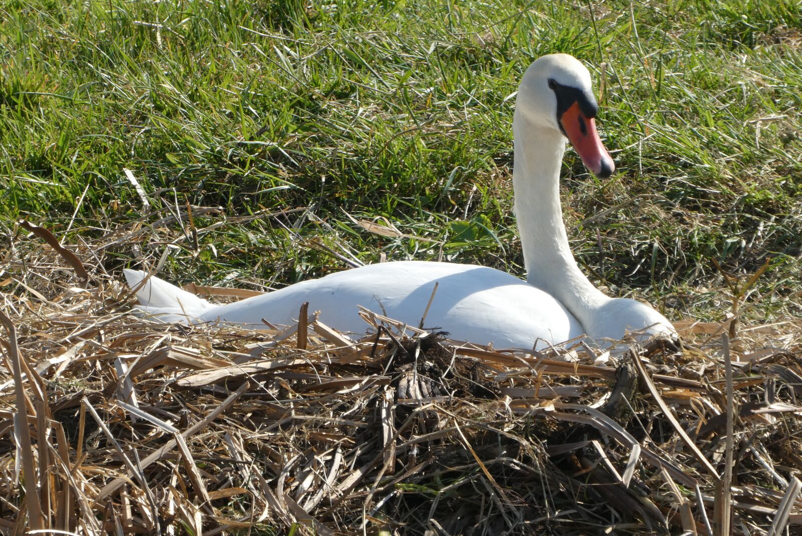 Panasonic Lumix DC-ZS70 (Lumix DC-TZ90) sample photo. Swan, nest, hatch photography