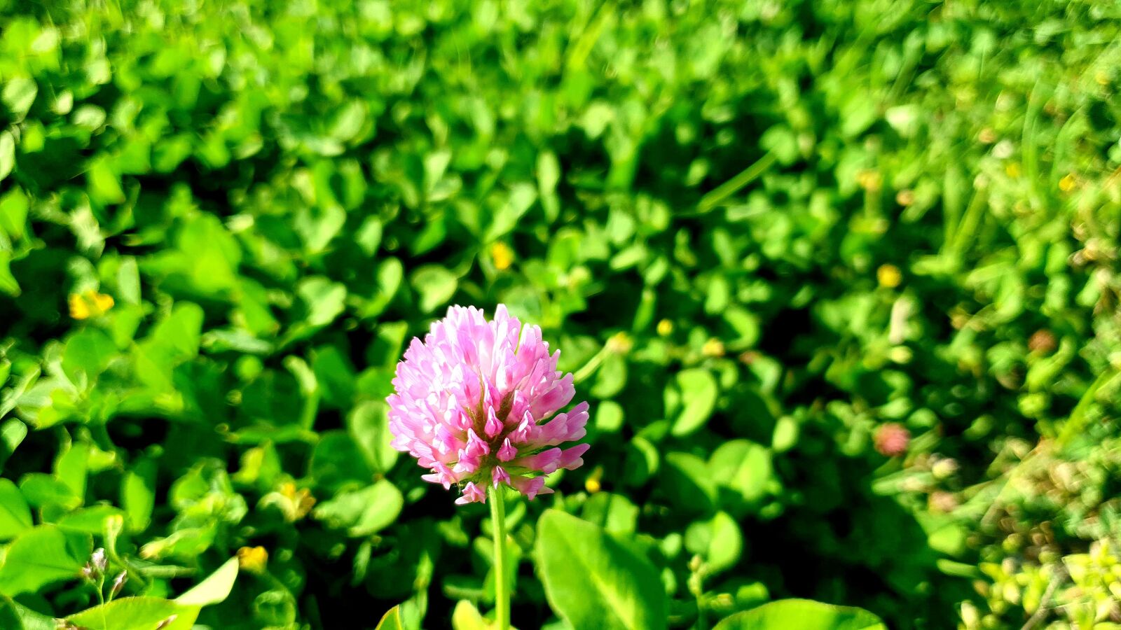 Samsung Galaxy S10e sample photo. Flower, spring, green photography