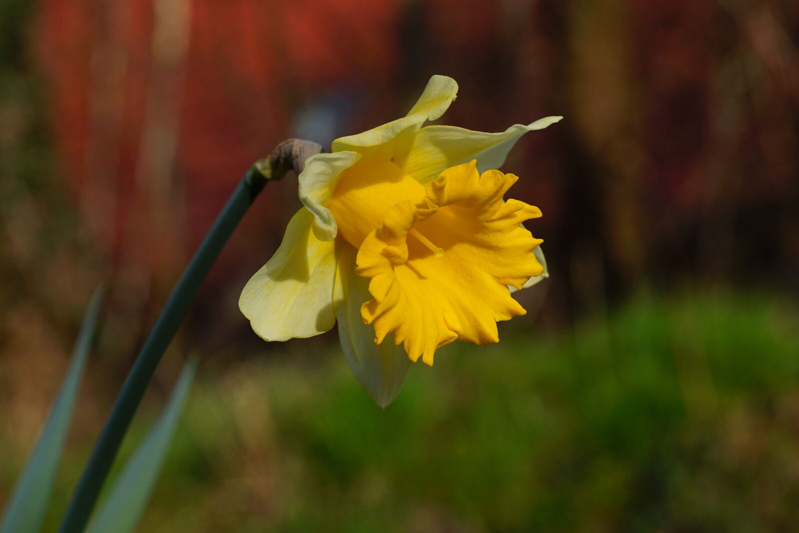 Sony SLT-A68 sample photo. Daffodils, osterglocken, spring flowers photography