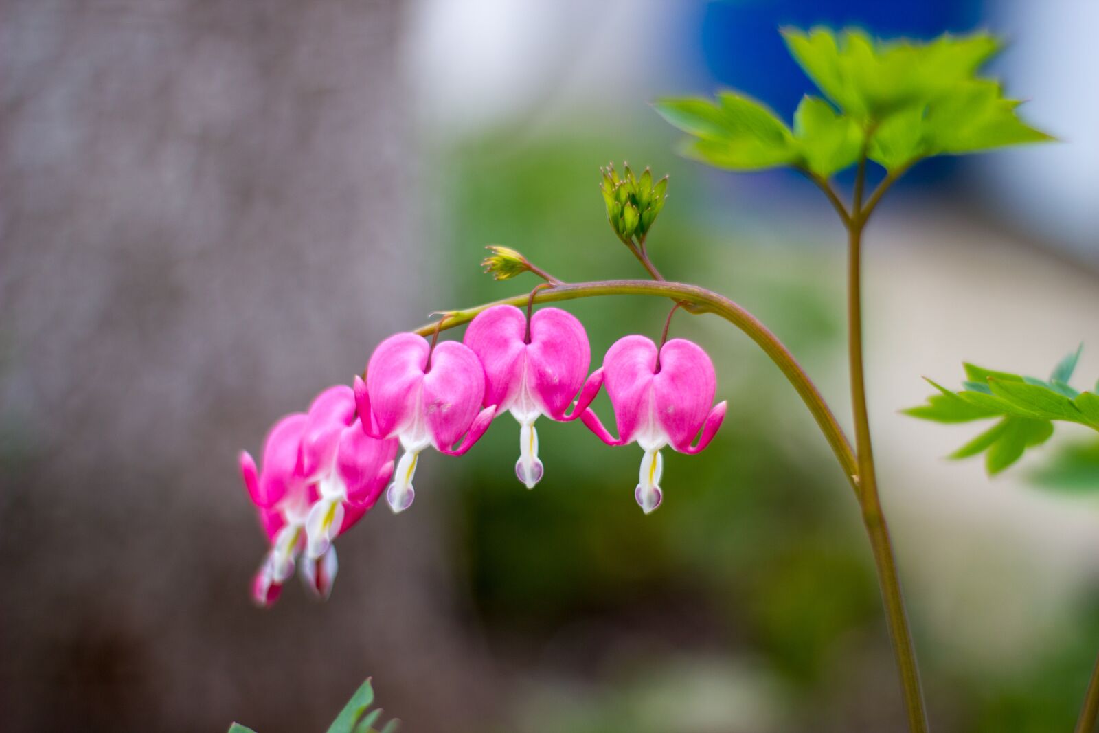 Canon EOS 550D (EOS Rebel T2i / EOS Kiss X4) sample photo. Nature, flower, flora photography
