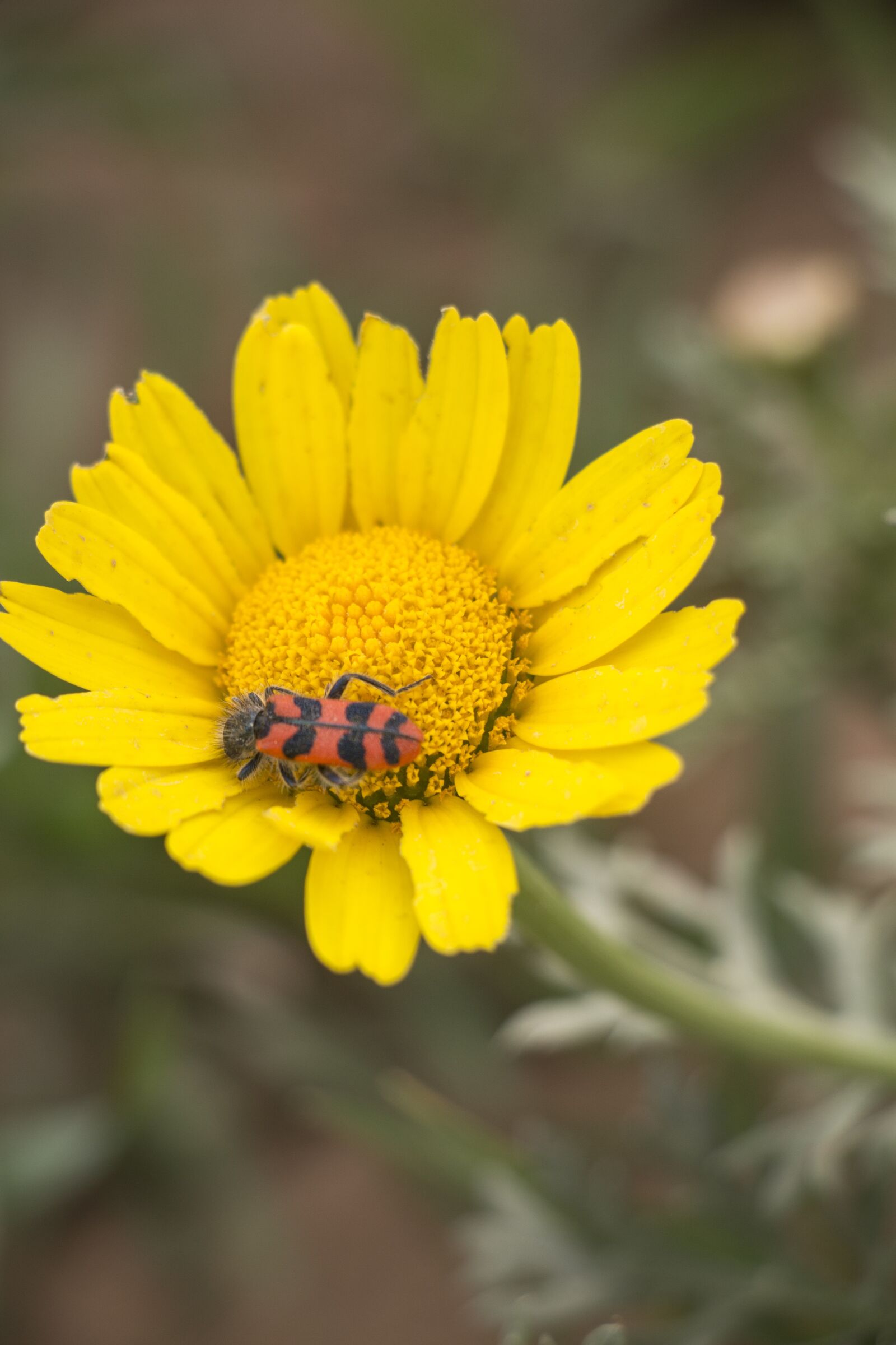 Canon EOS 700D (EOS Rebel T5i / EOS Kiss X7i) sample photo. Nature, flora, flower photography
