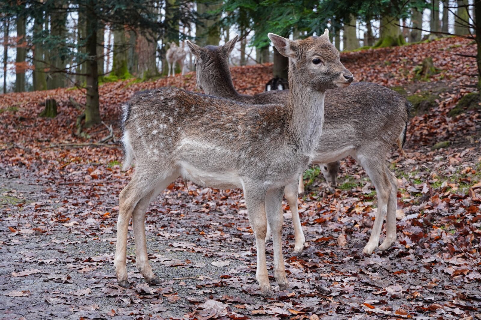 Sony E 18-135mm F3.5-5.6 OSS sample photo. Deer, young animal, wild photography