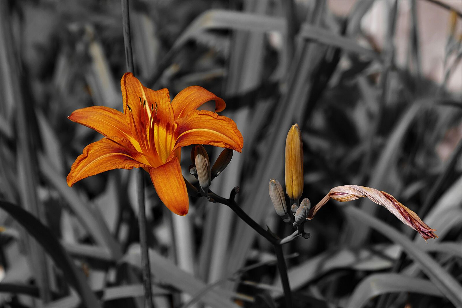 Panasonic Lumix DMC-FZ1000 sample photo. Lily, blossom, bloom photography